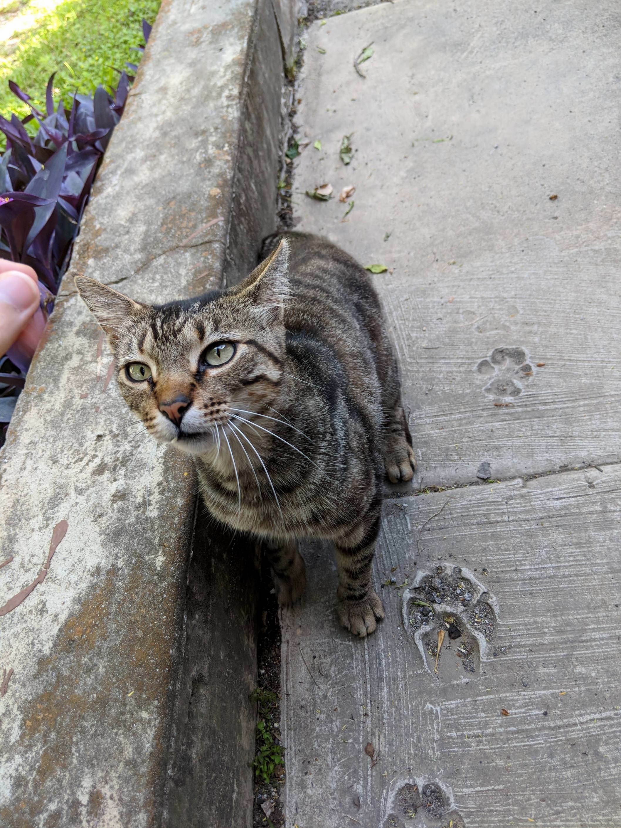 Meet our neighborhood cat, she comes to you when you call her over and loves to be pet. we call her popcorn )
