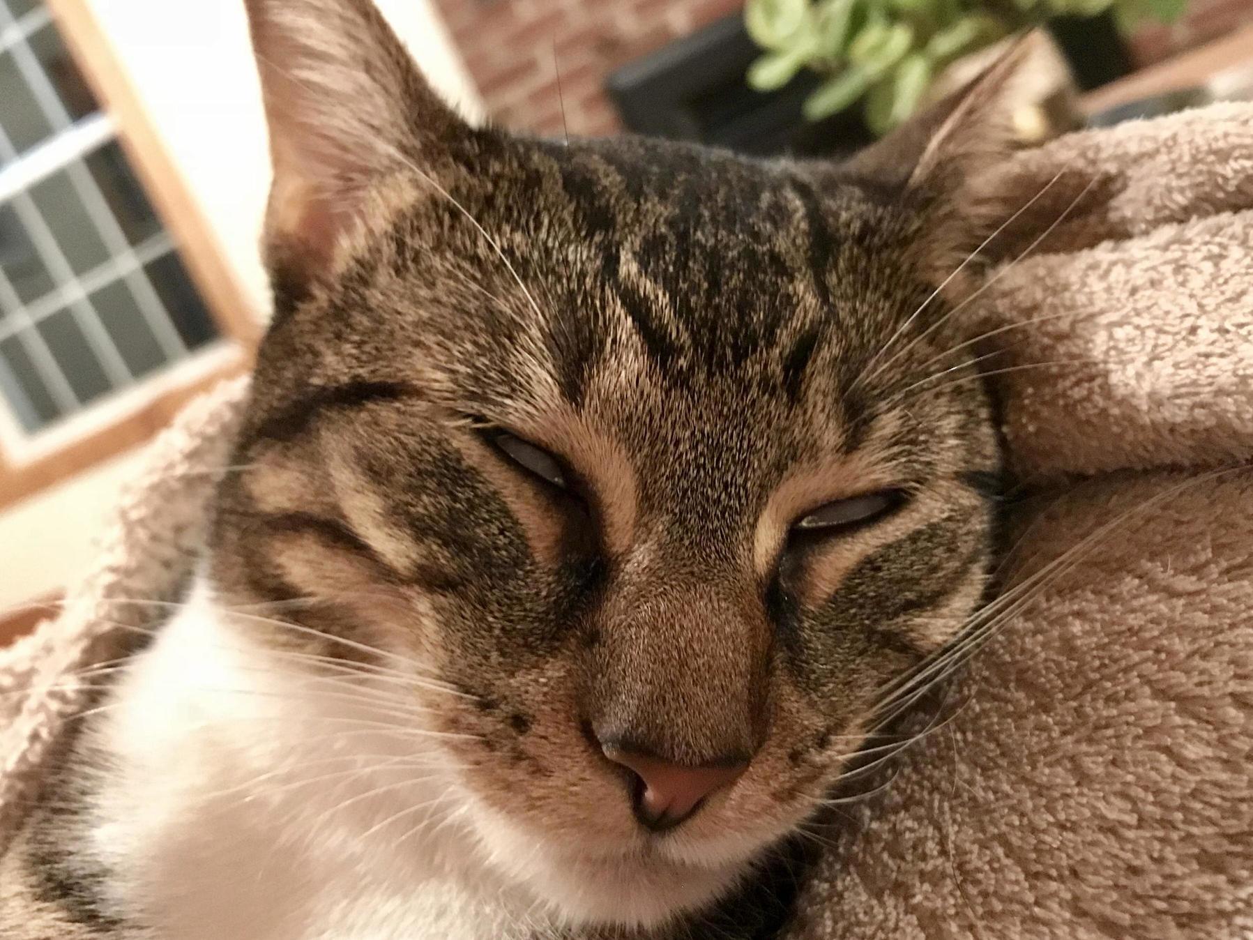 My cat dreaming!