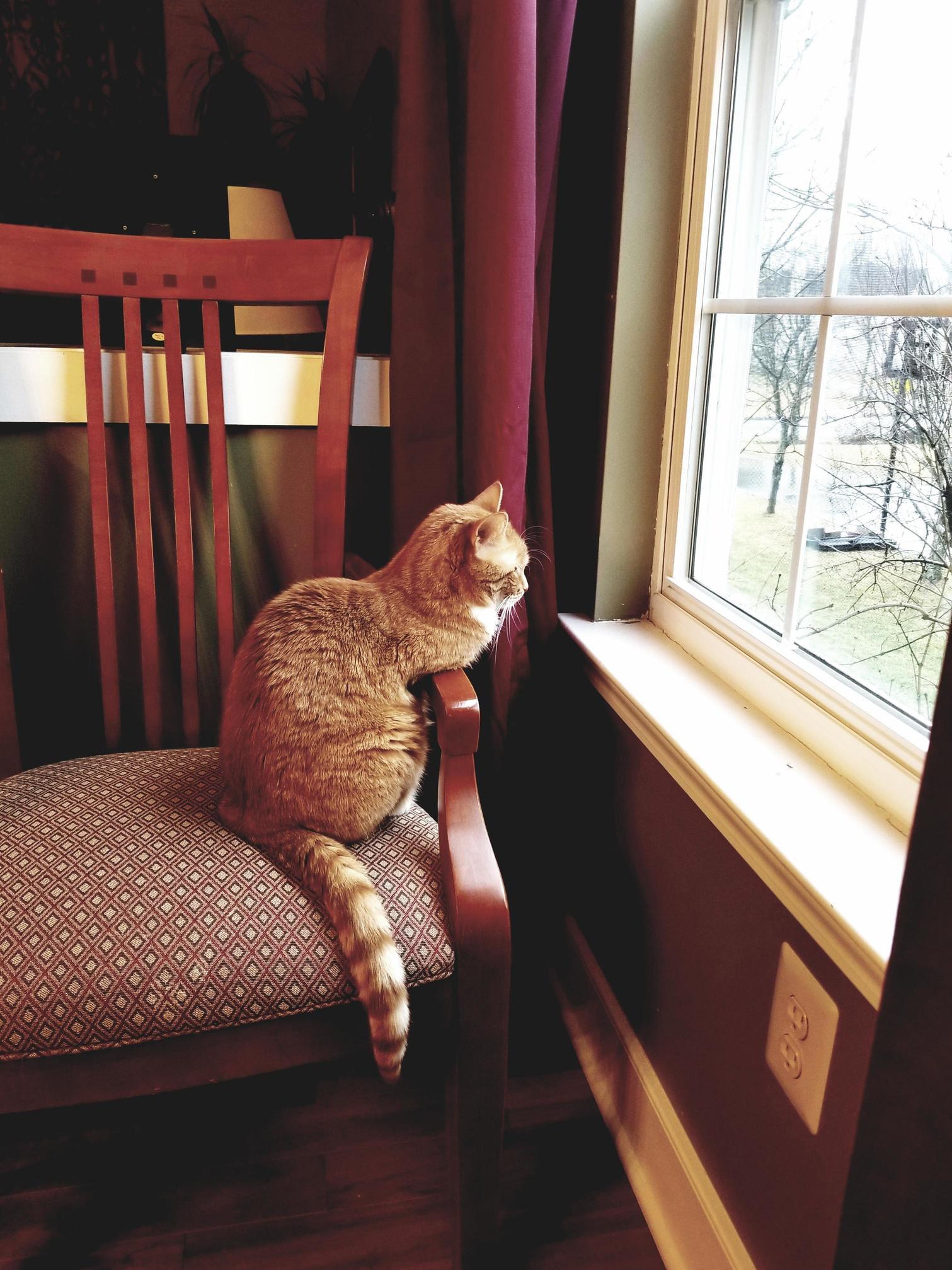 My cat sits in this chair every single morning to just gaze out the window