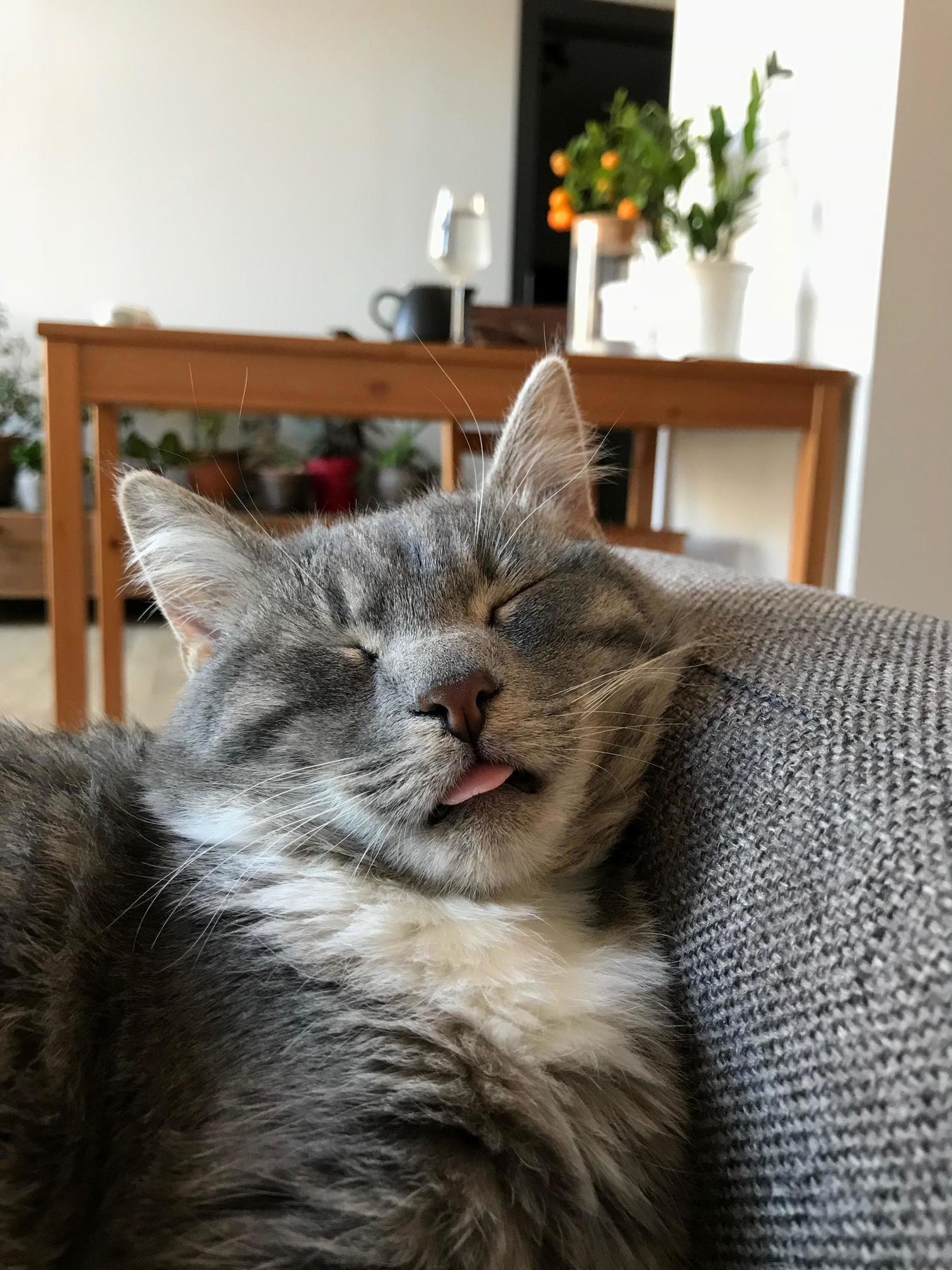 My kitty murmur loves napping with her tongue out