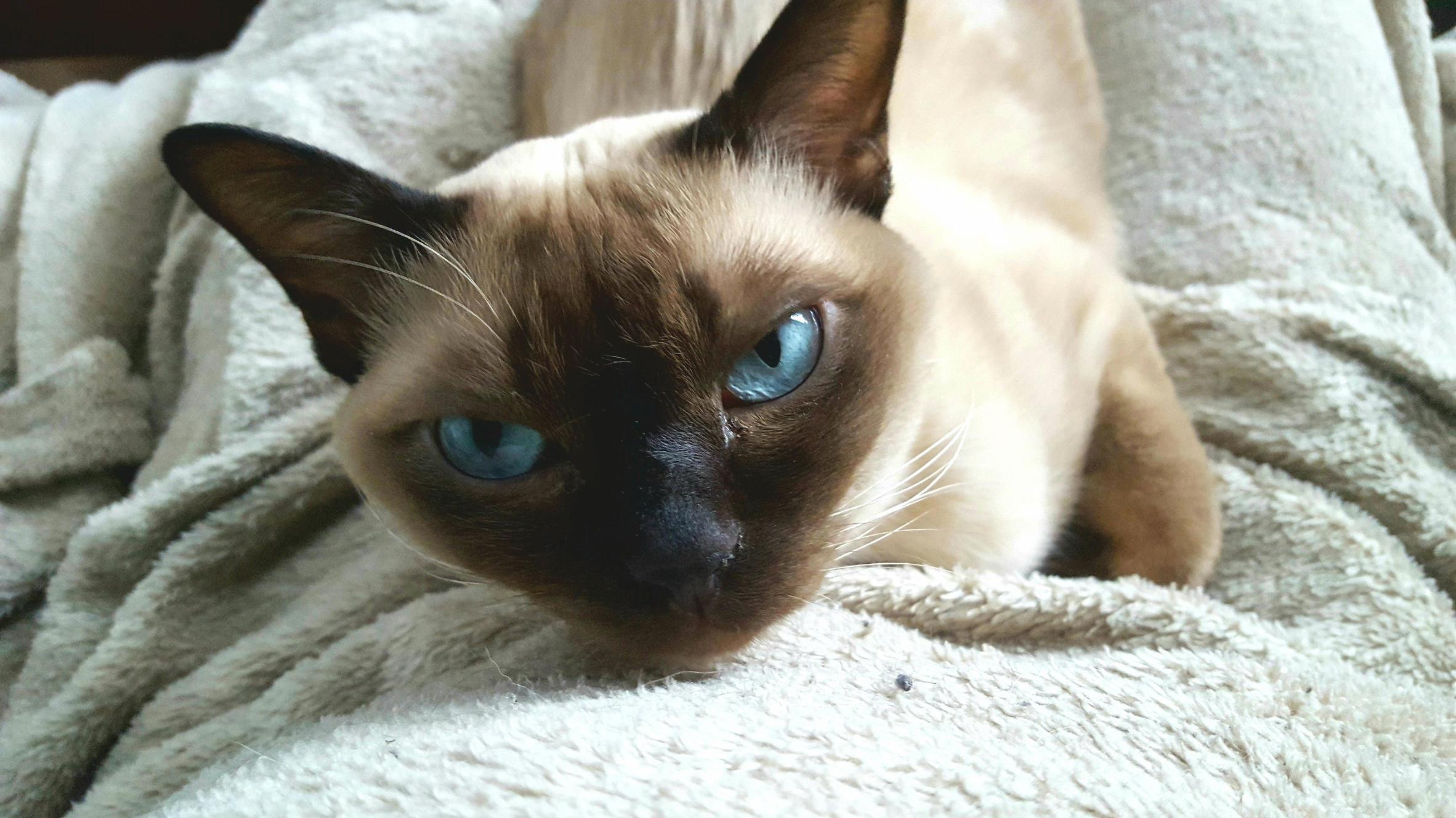 My tonkinese kitty looking cute af