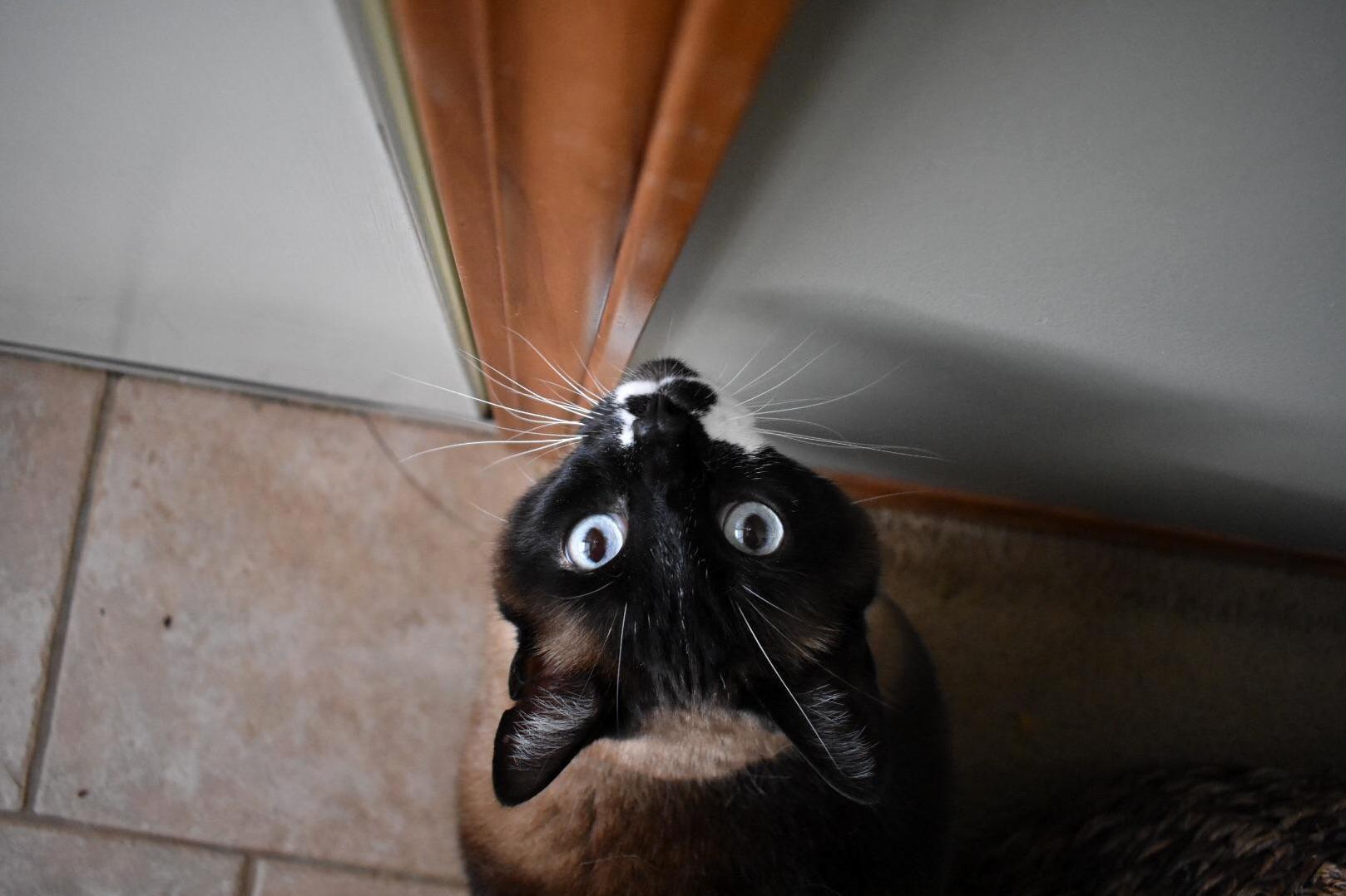 Open the door please