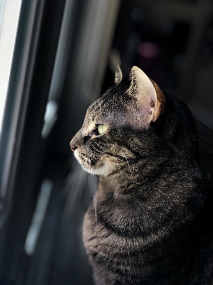 I Ate To Much Cute cats HQ Pictures of cute cats and kittens Free