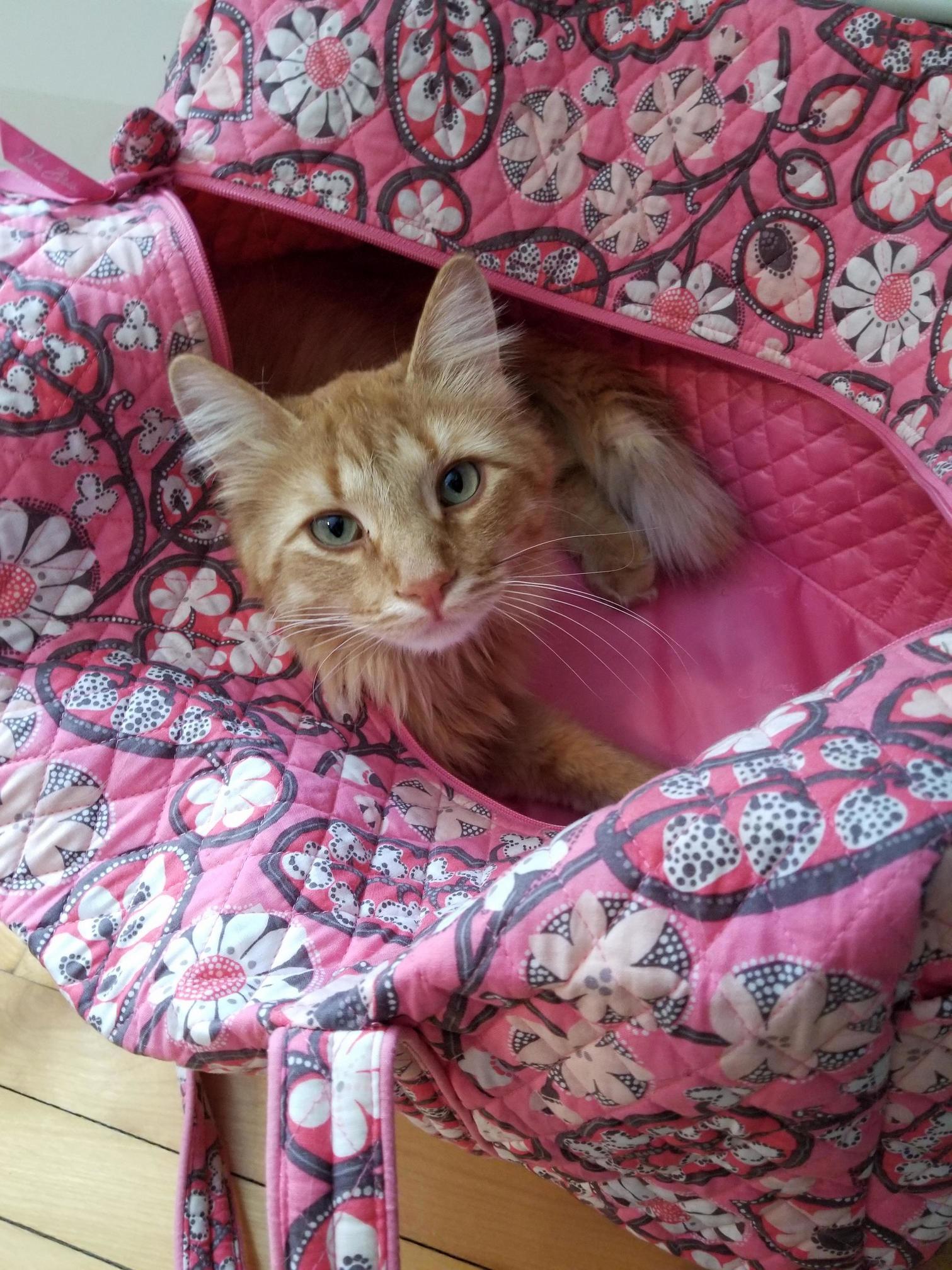 Paul the cat in his pink bag.