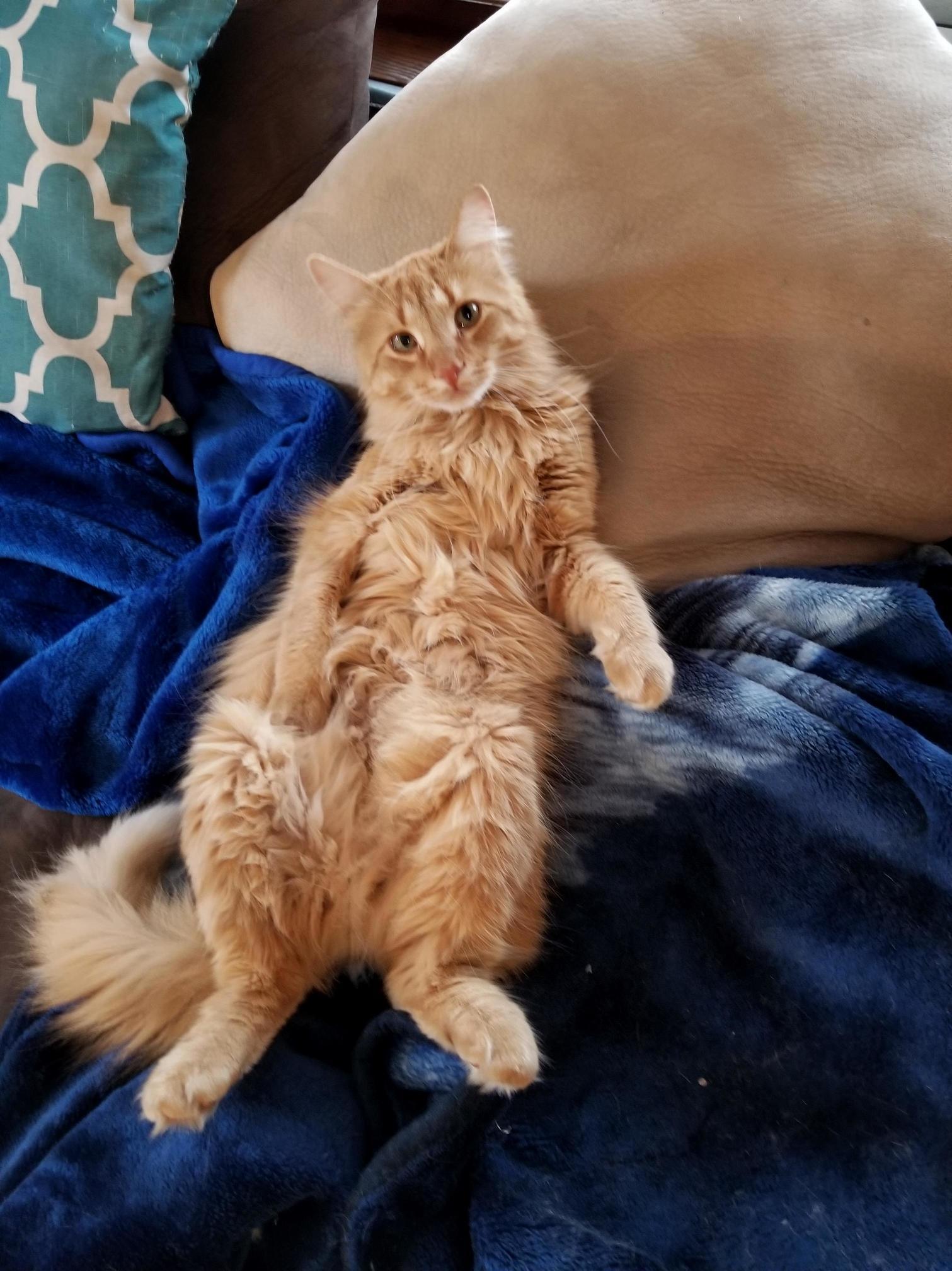 Paul the cat likes to lay on his back.