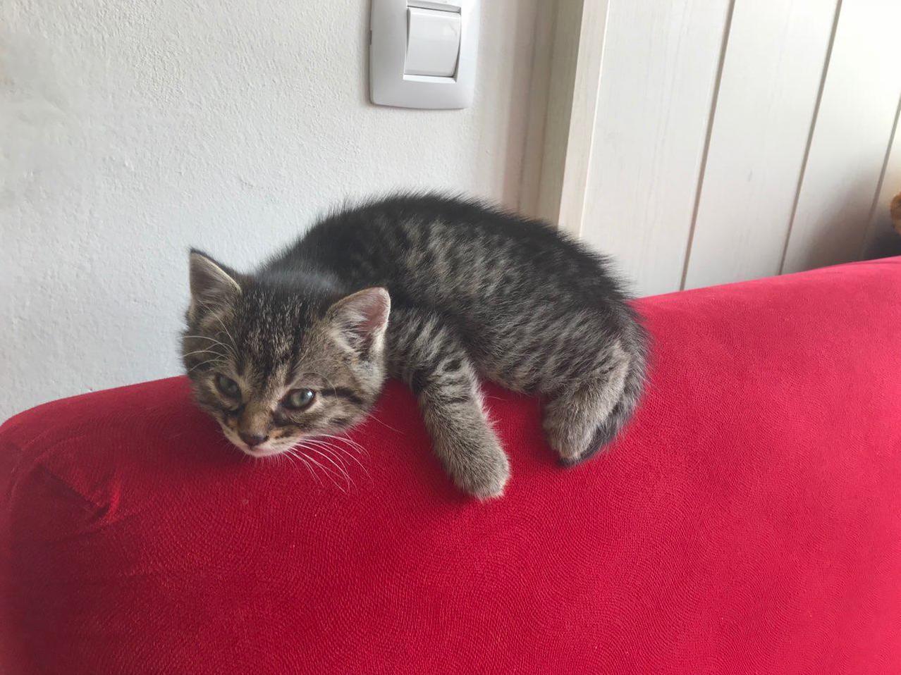 Picked this lil fella up yesterday. needless to say i was amazed how quickly he stole my couch p