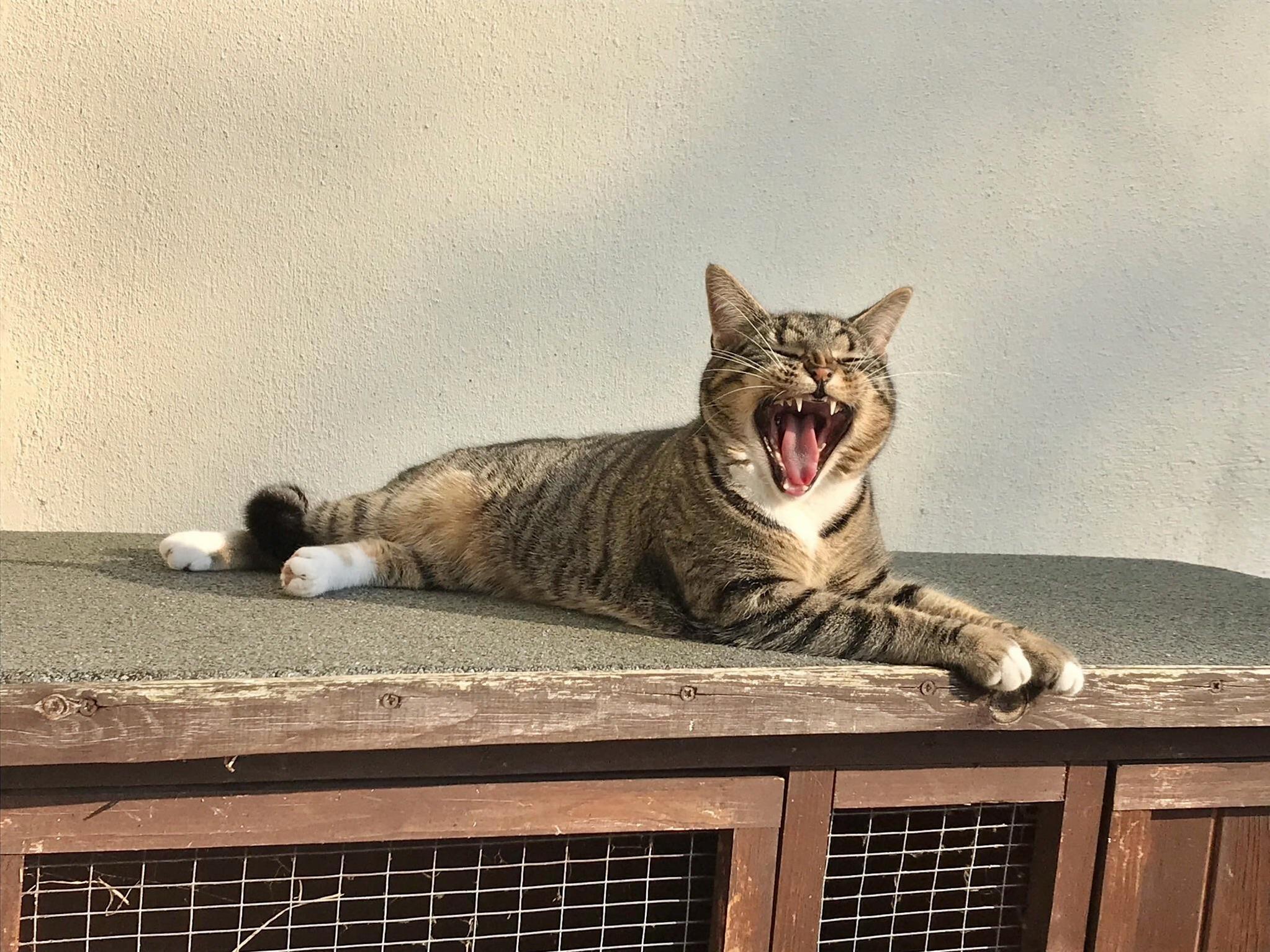 Roar of a lion