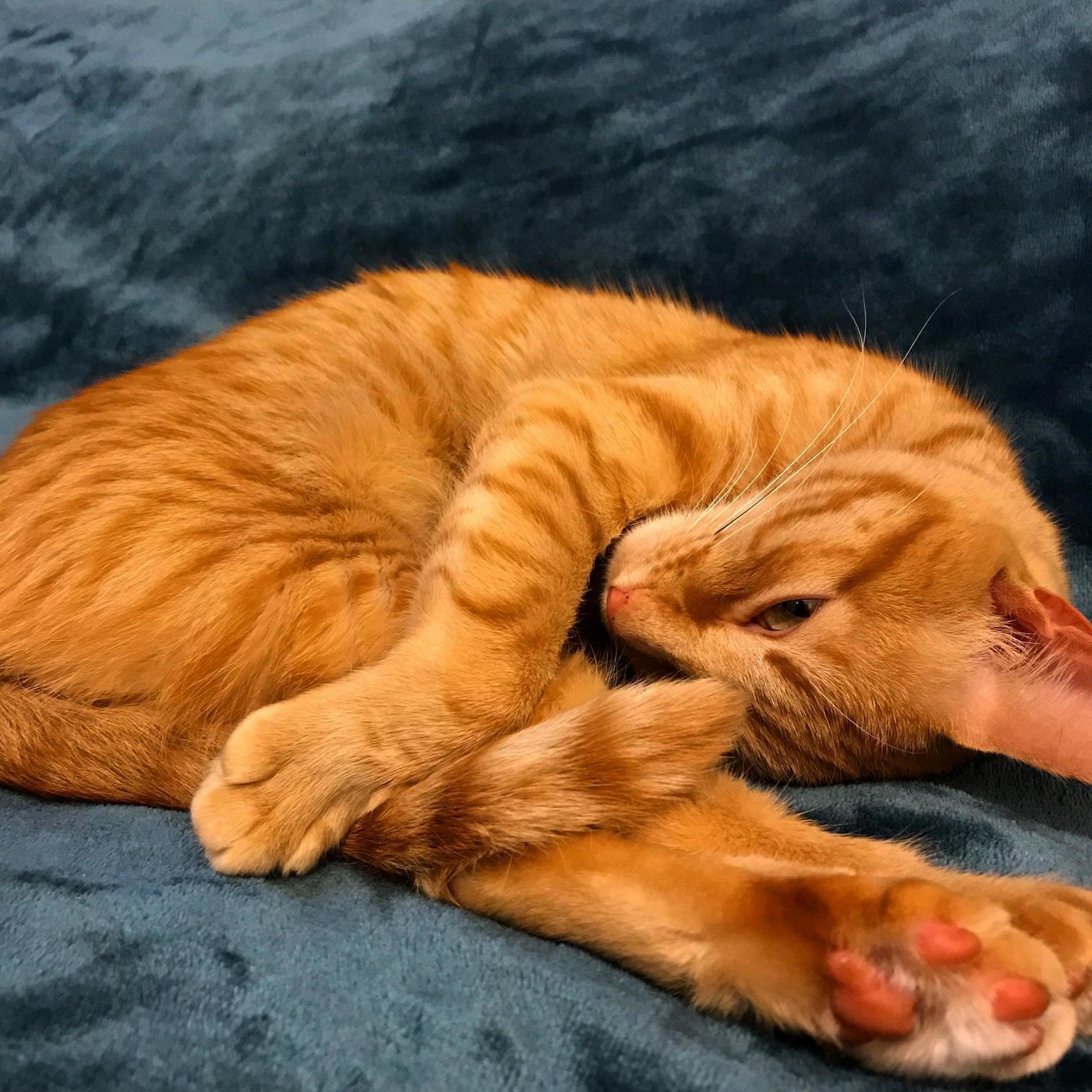 Sleepy kitty (bonus toe beans)