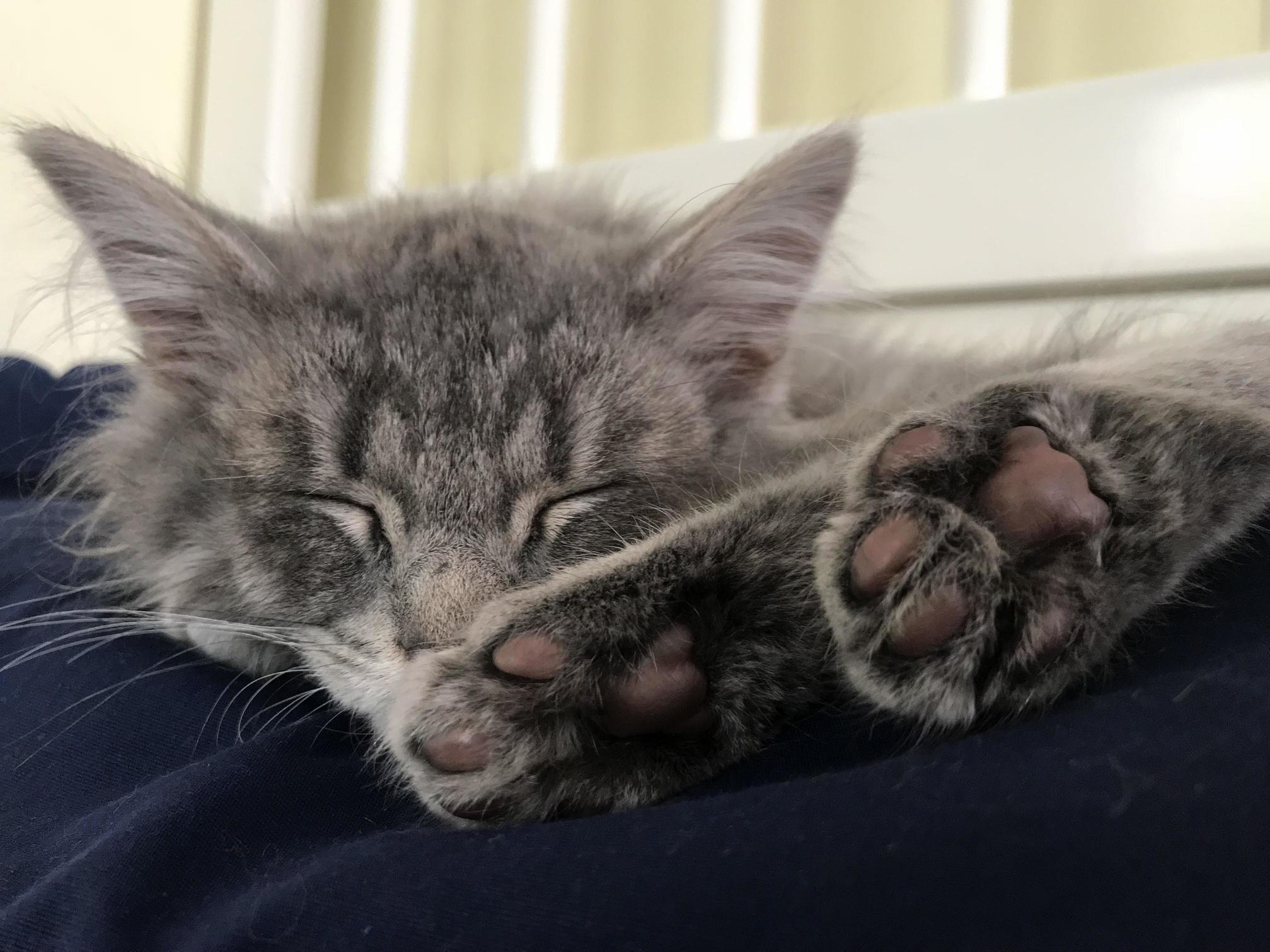 So in love with xenas 10 week old toe beans