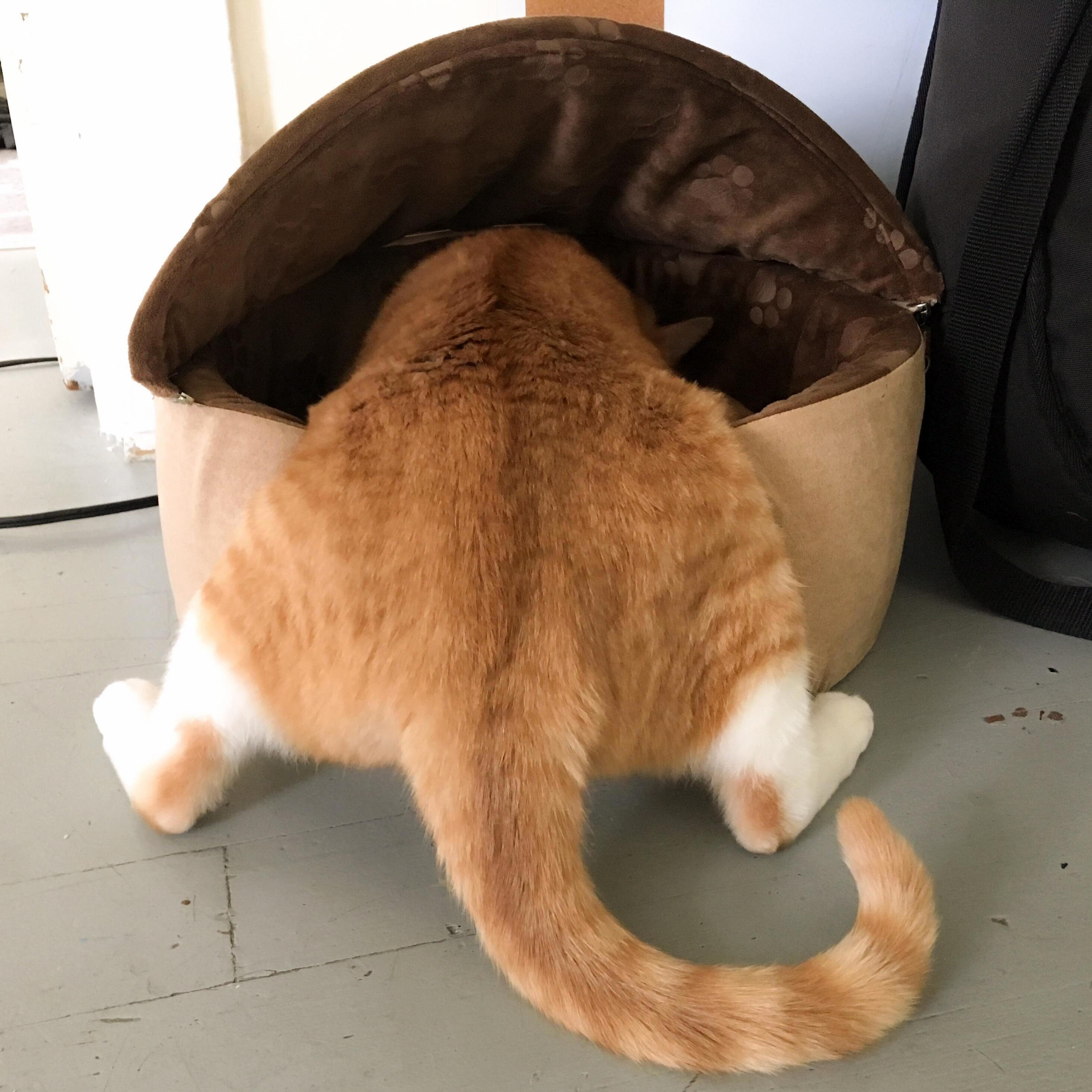 Stella doesnt understand how cat beds work, but her squats are on point