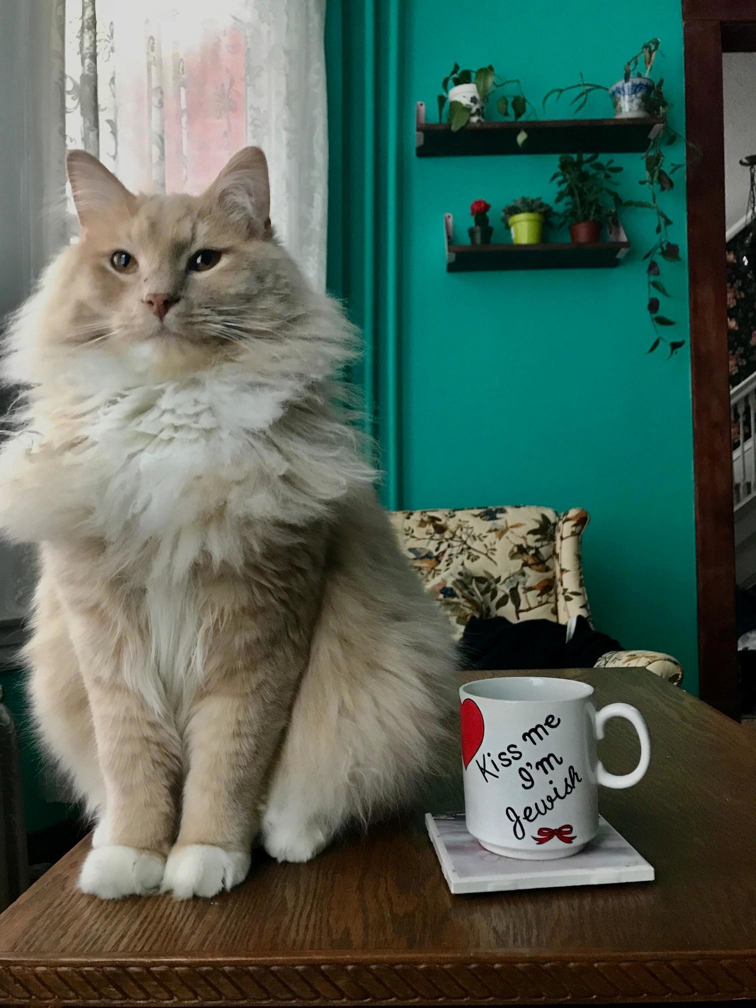 Templeton and his (my) favorite mug