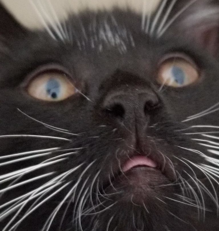 I lick the butter Cute cats HQ Pictures of cute cats and kittens