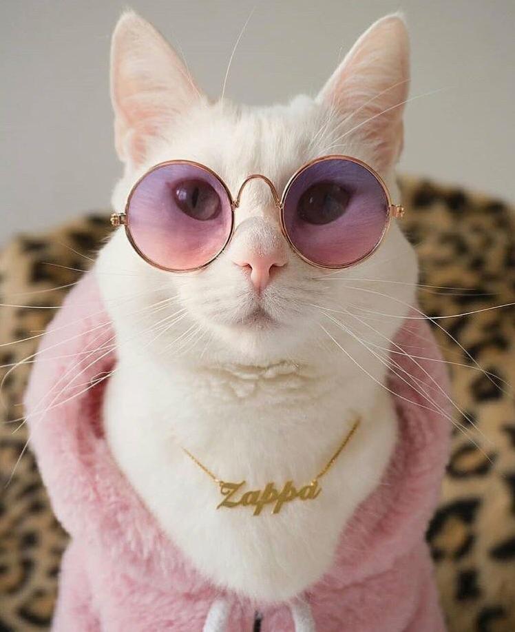 This cat has more style than i do 