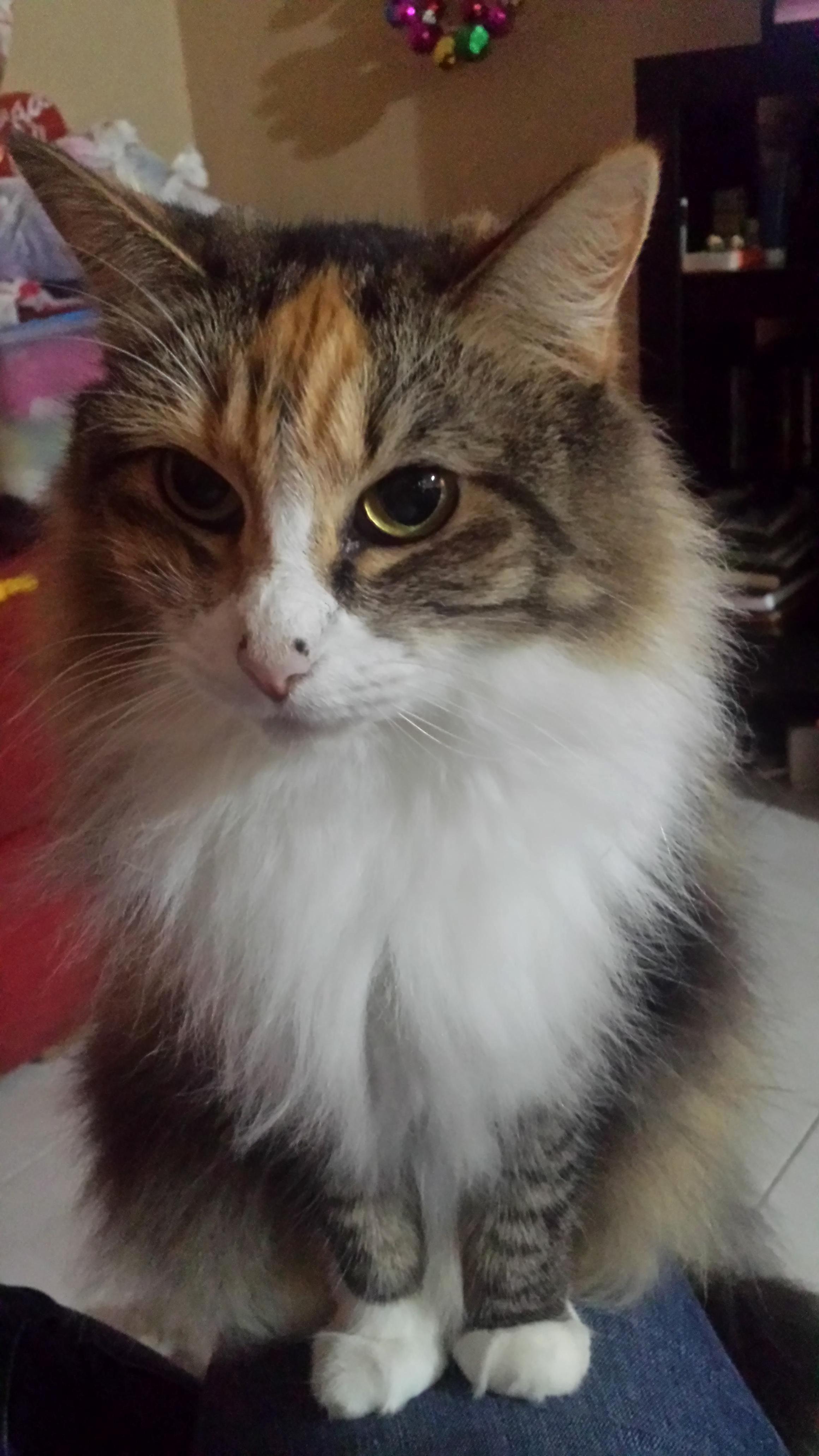This is my 10 yo cat gordita, shes always that serious