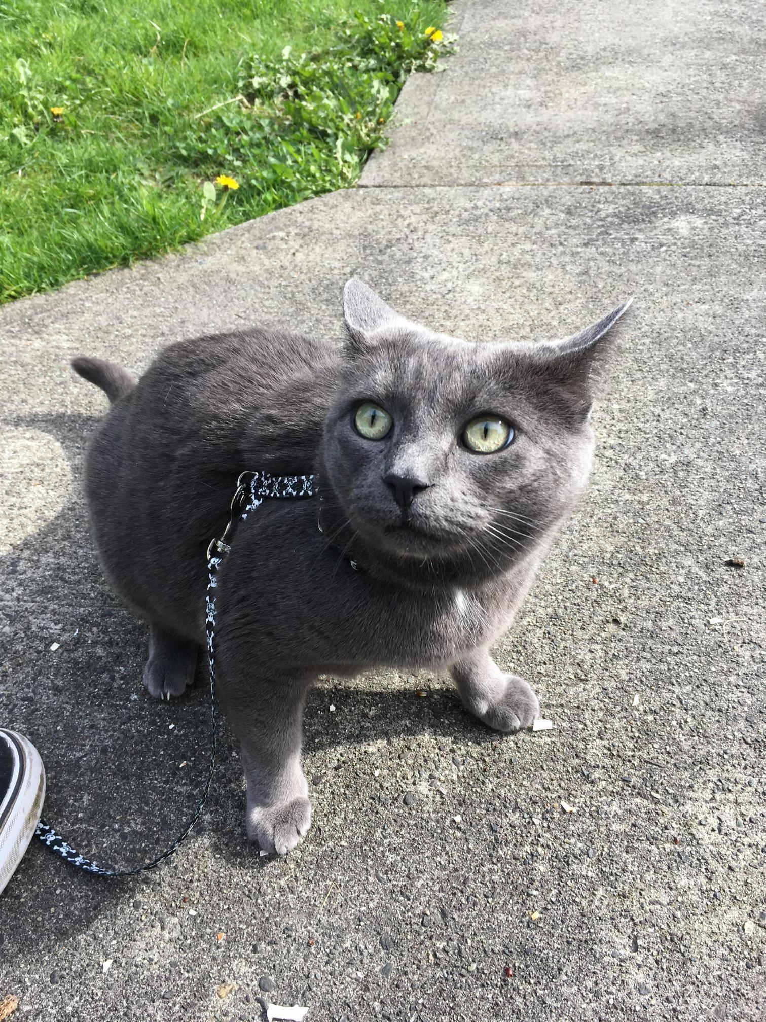 This is rue, shes not allowed outside by herself in the big city. shes still adjusting to the harness and leash but loves being able to eat grass
