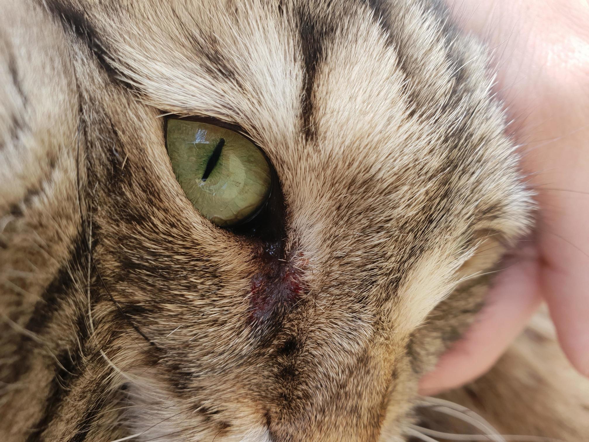 This morning, my cat struggled to open his right eye. now he has blood next to the eye. anyone knows why 