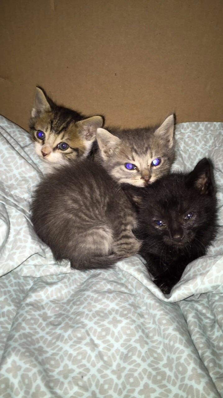 Three kittens were rescuing, any help with names