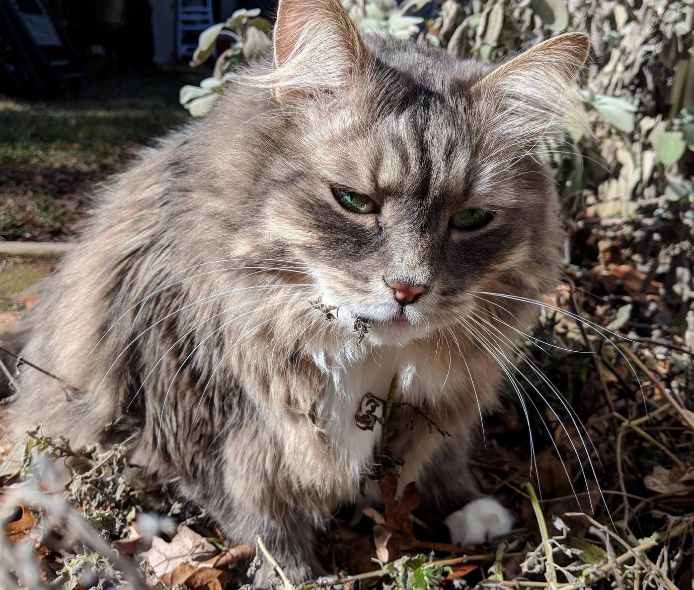 We took jasper outside and he found last years catnip.