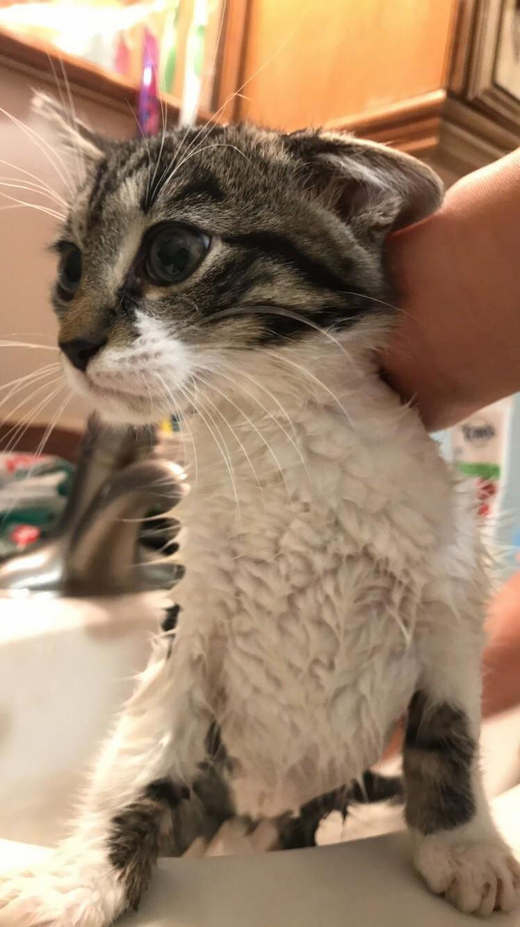 What do we feed this little guy he seems about 7wks old and was following my dad around at work. also name suggestions would be nice! (we gave him a bath here)