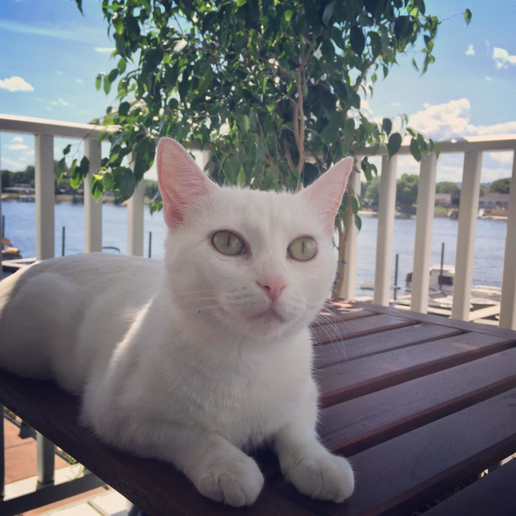 it always looks like black cats have concerned eyebrows Cute cats HQ