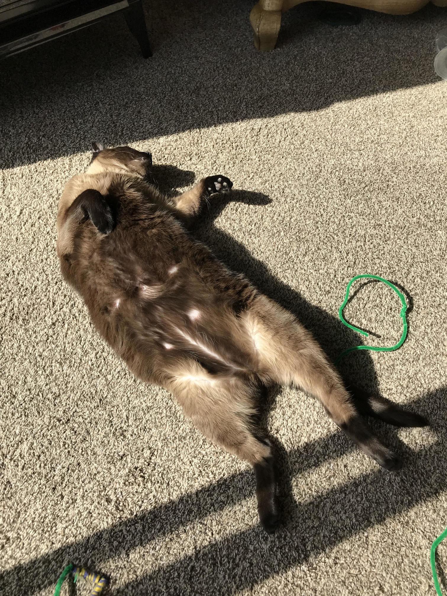 Wilson cooking himself in the sun 