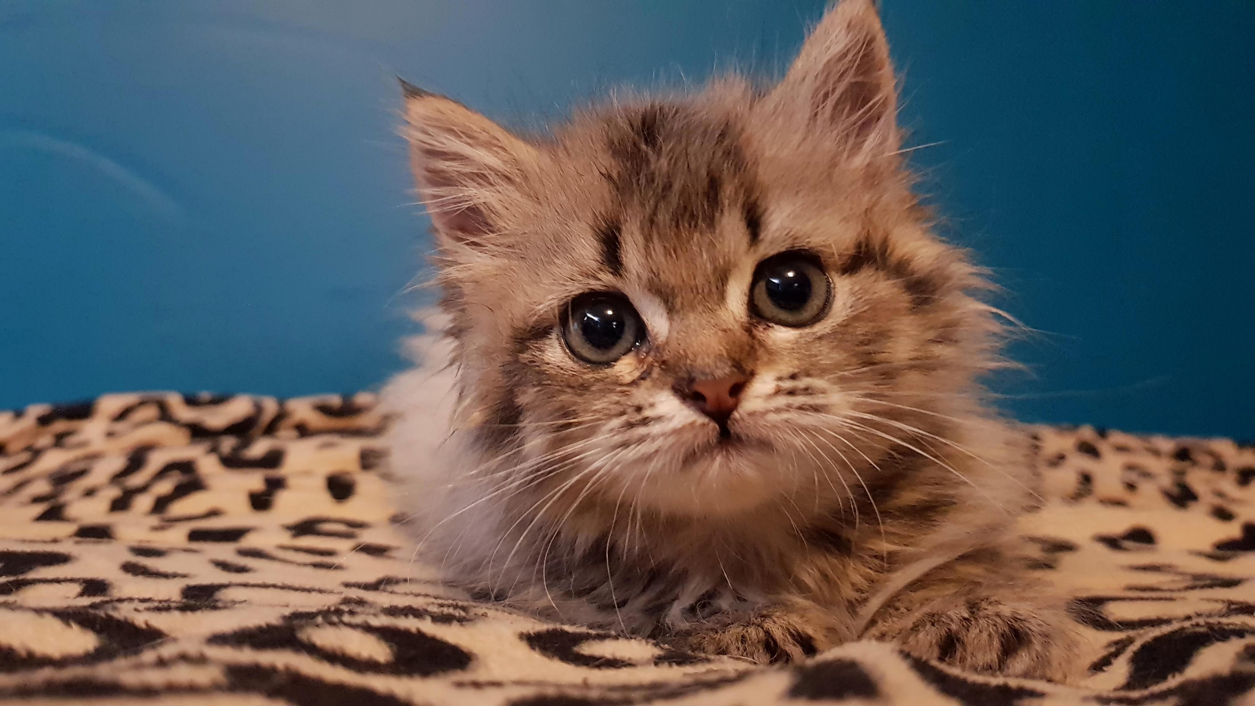 5 week old foster kitten named beachball 