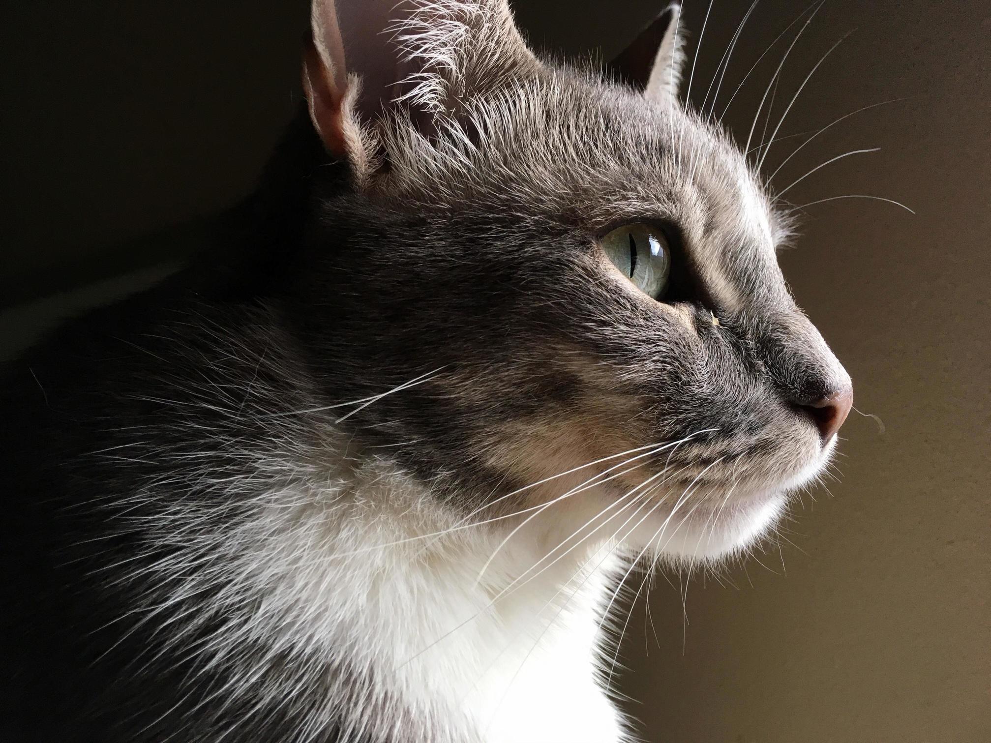 A really nice looking photo of my cat saffee. yes this was taken on a phone, not a dslr.