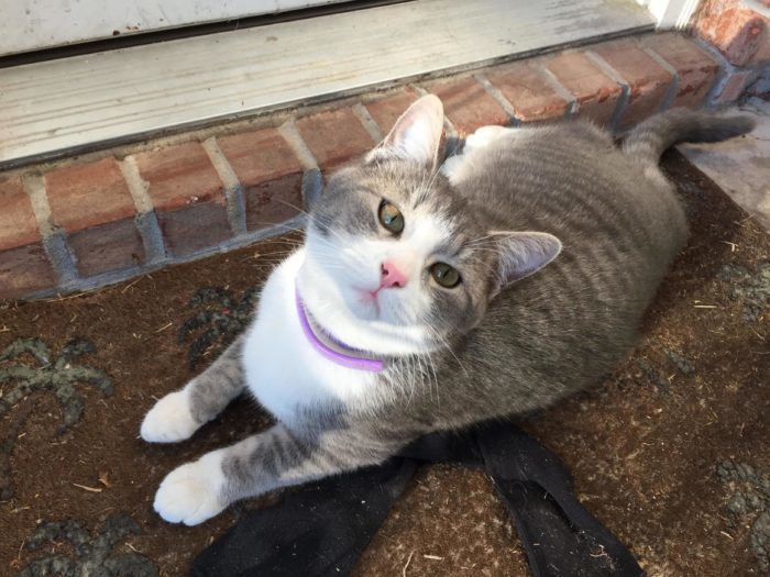 I Guess My Roommates Kitten Will Be Writing All My Book Reviews For Me