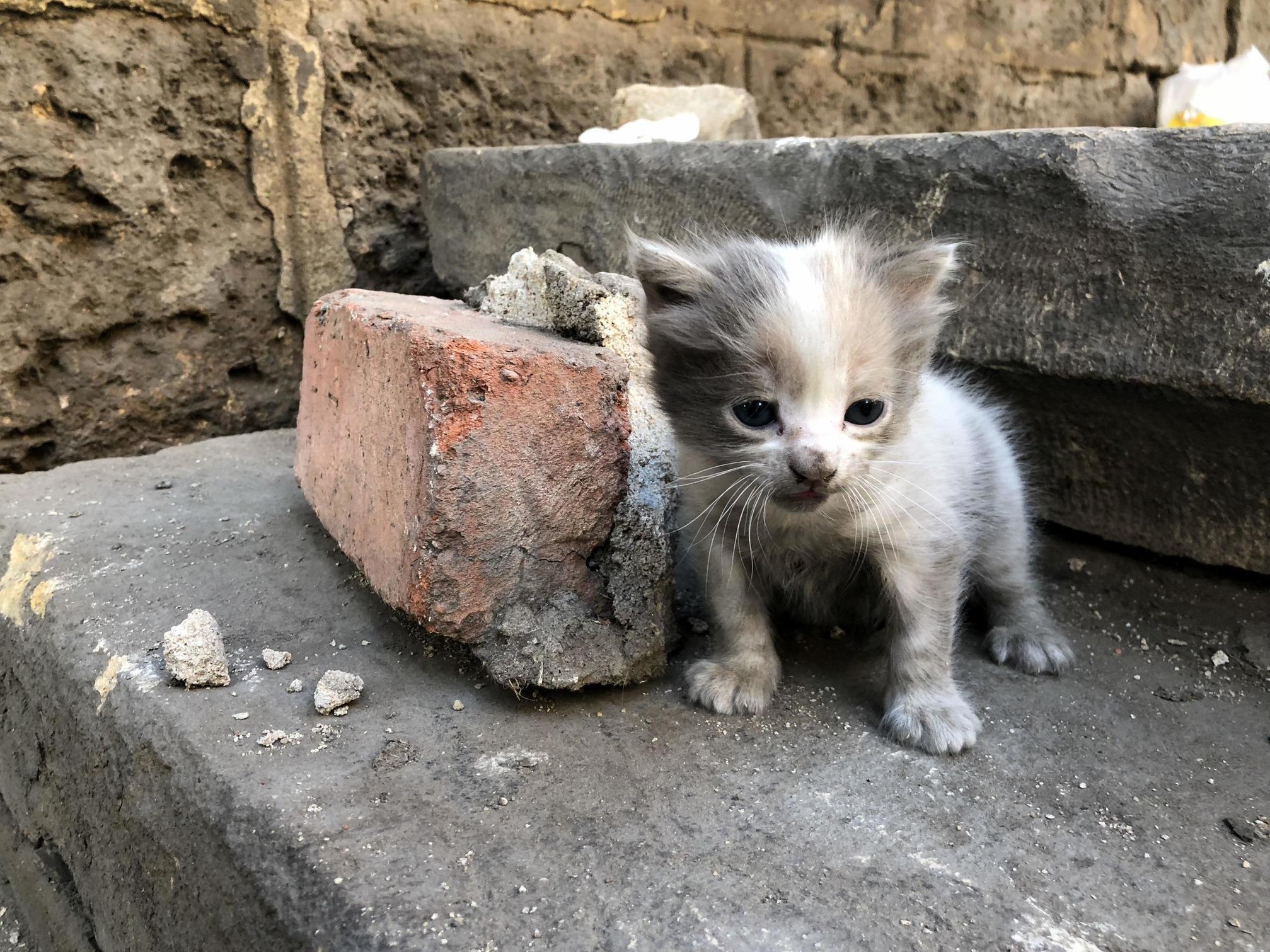 Found this kitten hiding behind a brick on a busy footpath in cairo, egypt