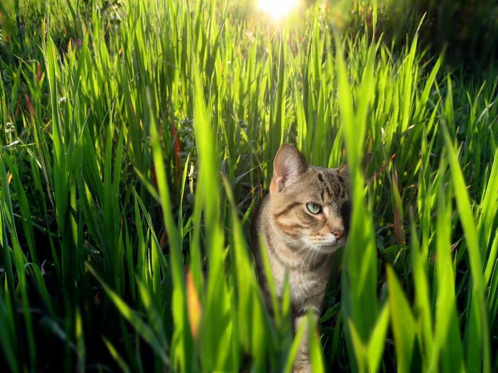 I photoshopped my city kitty into a wild predator. (he said the grass really brings out my eyes)