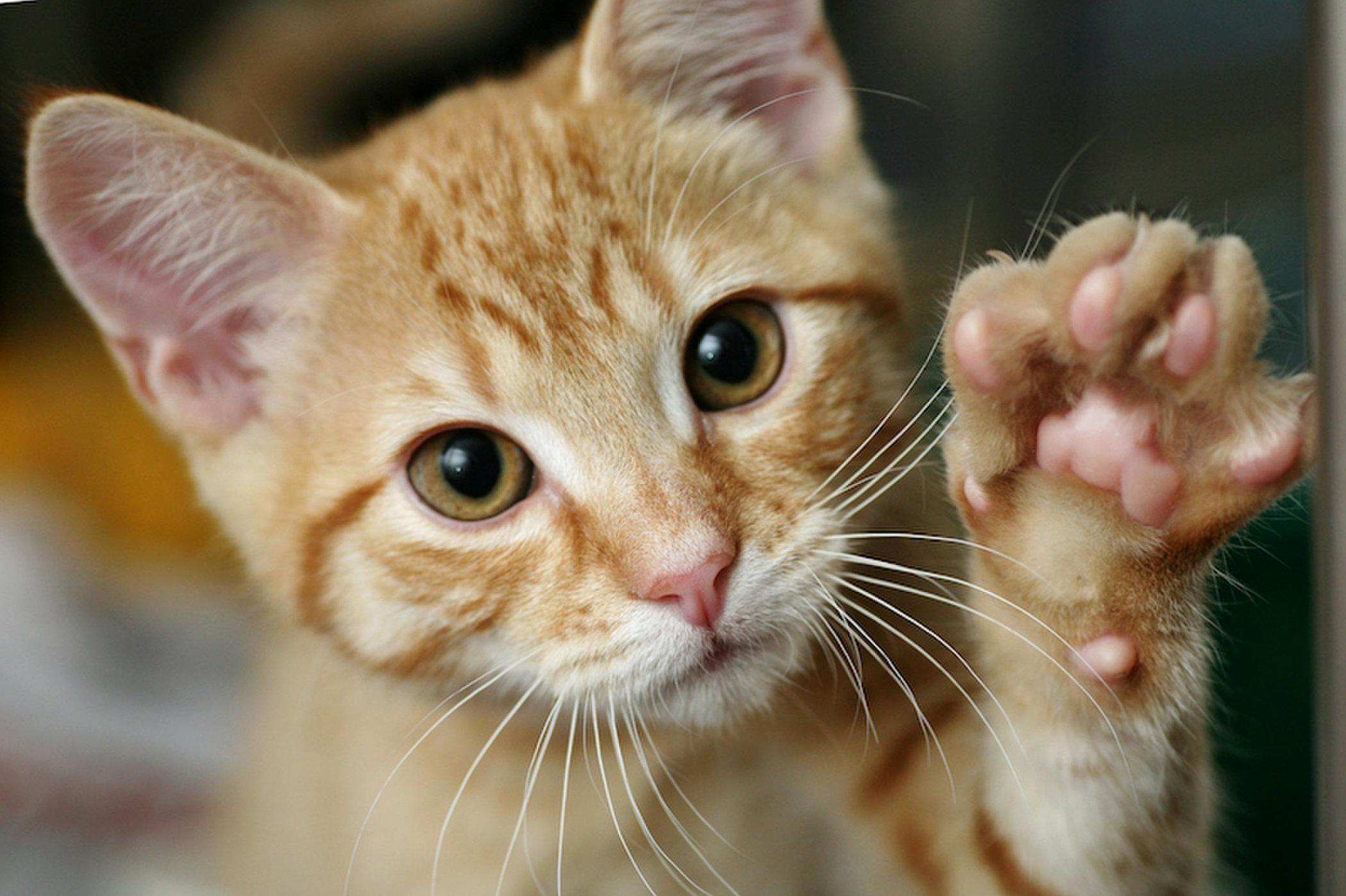 If your cat swats with its left paw, its probably male