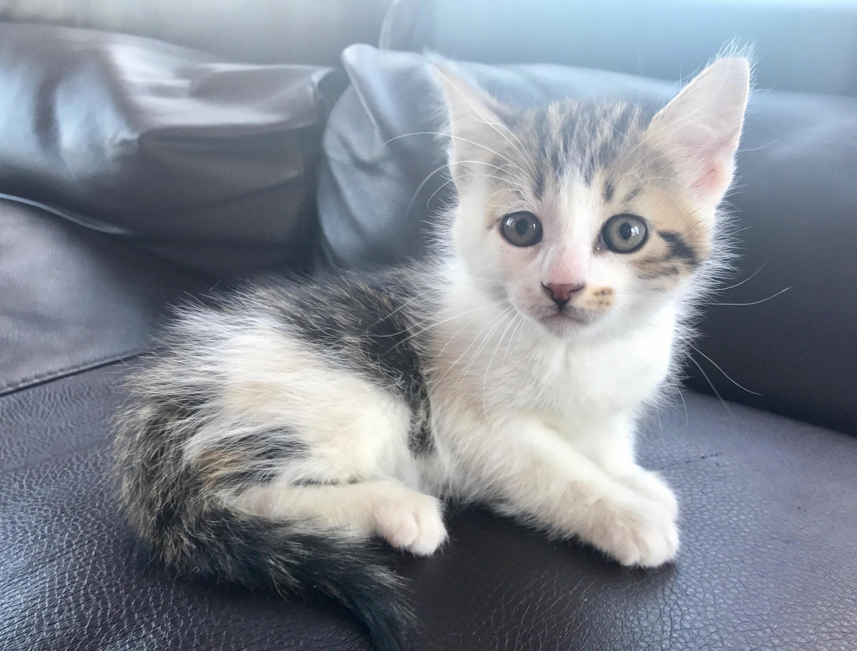 Is My Kitten Medium Hair Or Short Hair%EF%80%A5 Person That Sold It To Me Said It Was Probably Short Haired But That It Has A Chance Of Being Medium Haired. Thanks 