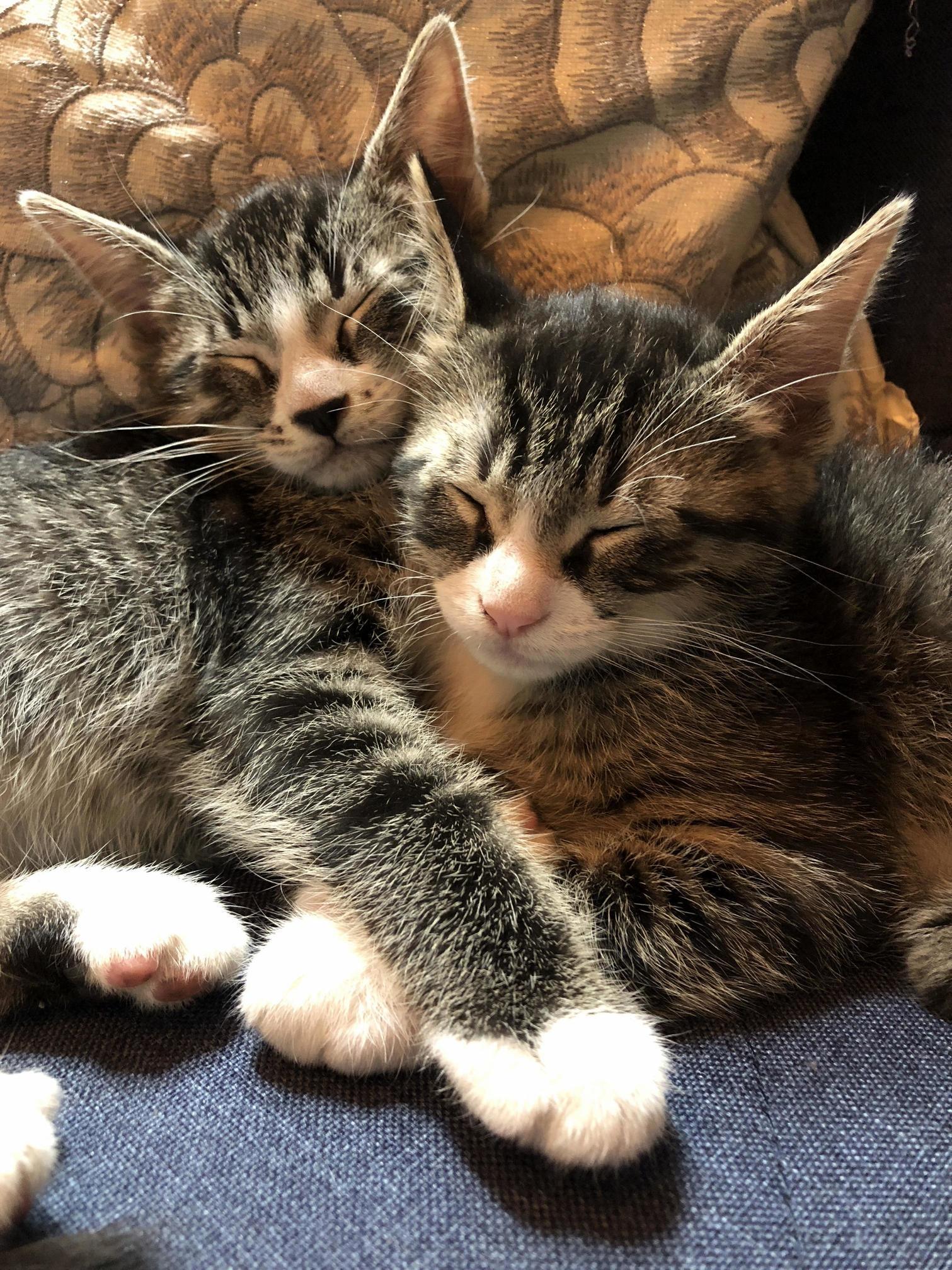 Ive found the bonded pair in my group of fosters captain holt and sarge