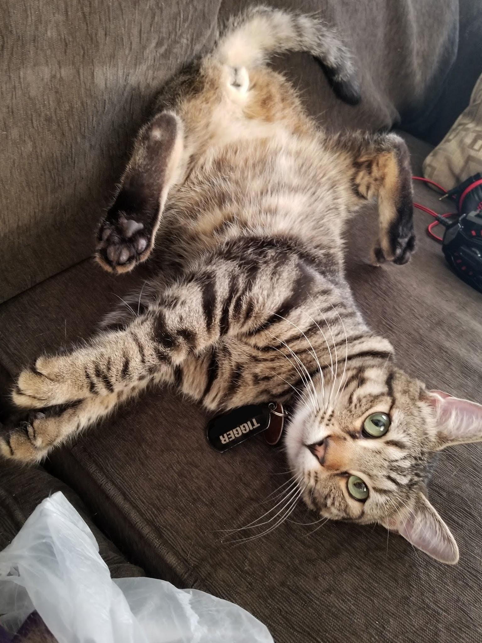 My daughters 2yr old, 12lb, beautiful big boy tigger, has the best personality. love that kitty belly!!!