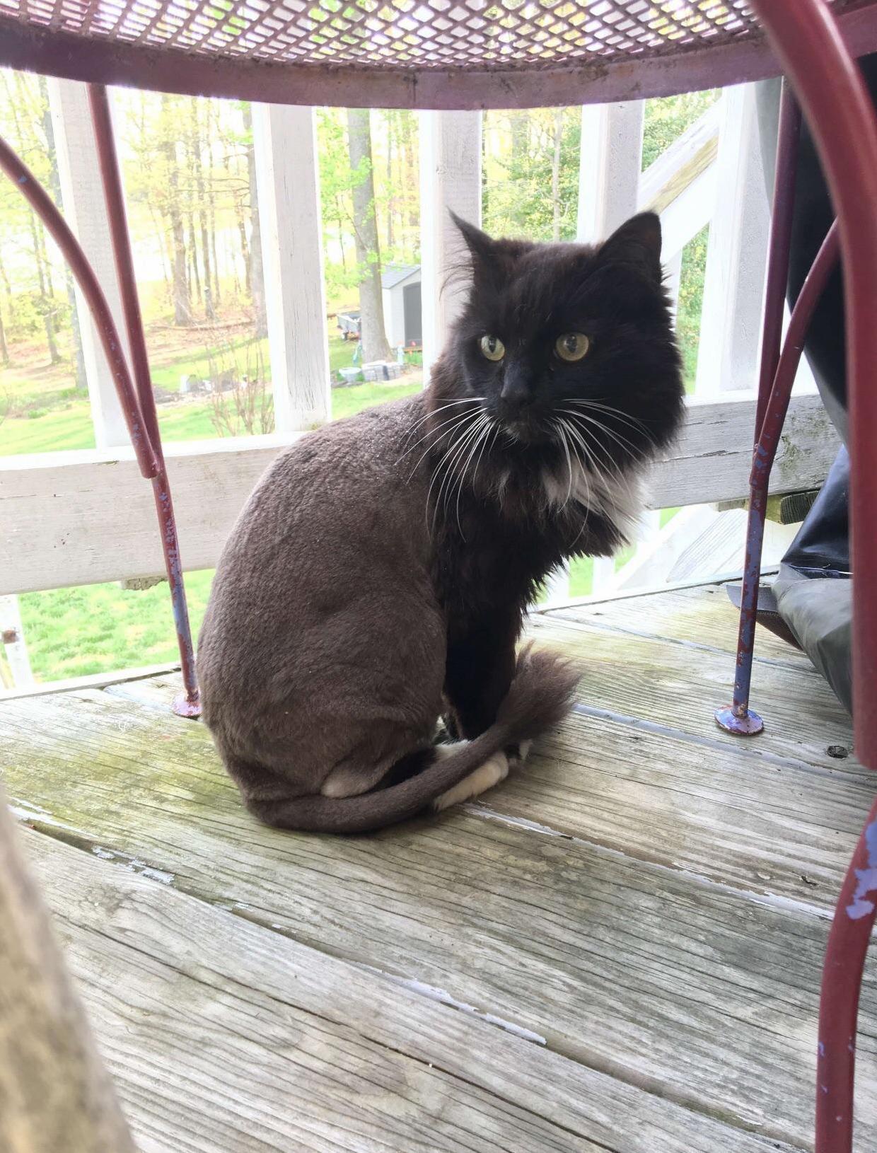 My little black lion luna getting to enjoy the outdoors again )