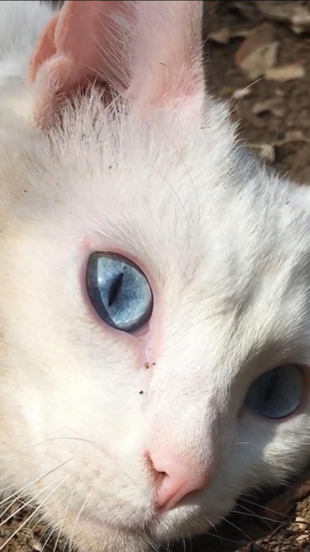 Nimbus has sky blue eyes.