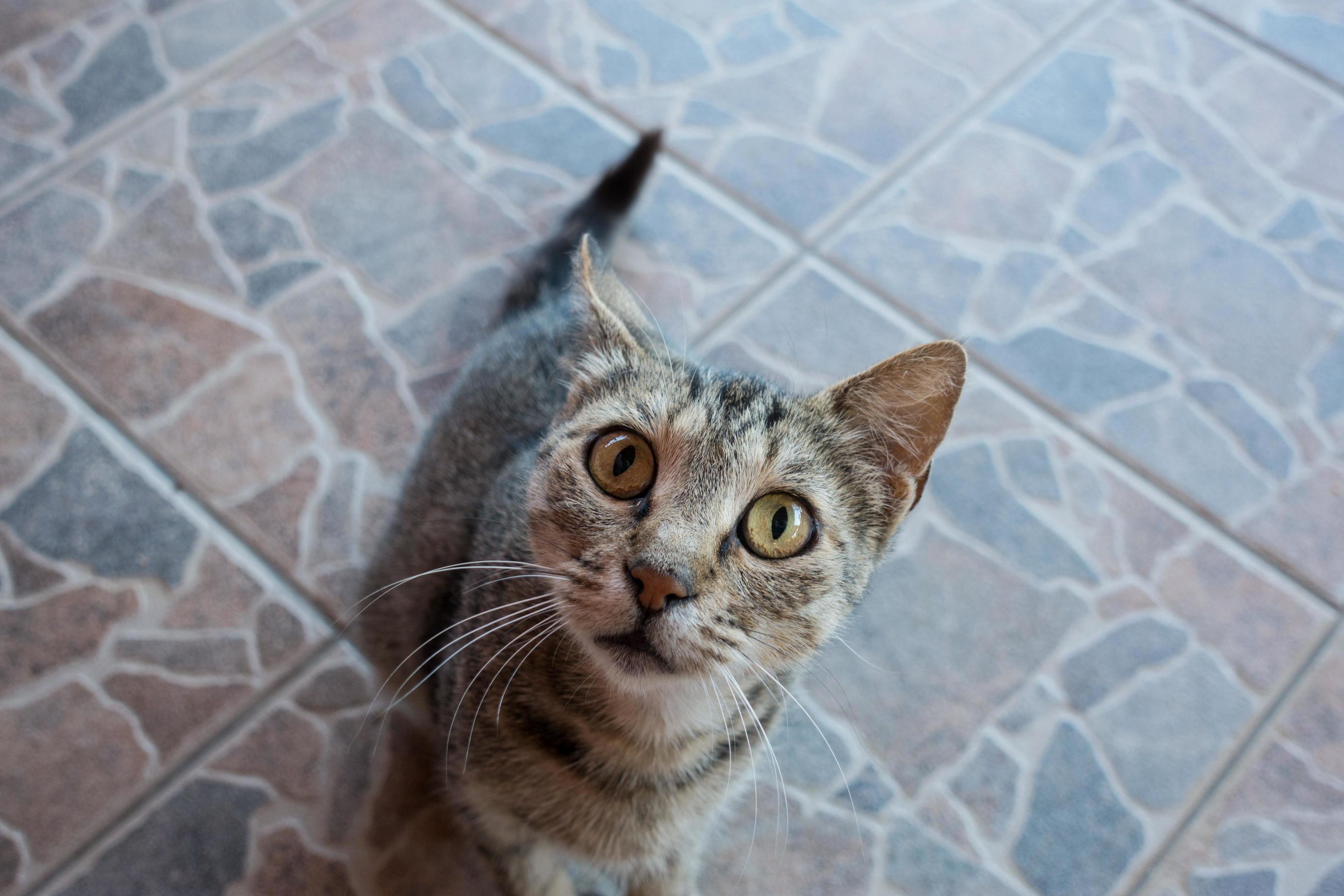 One of the many cats i saw in greece.