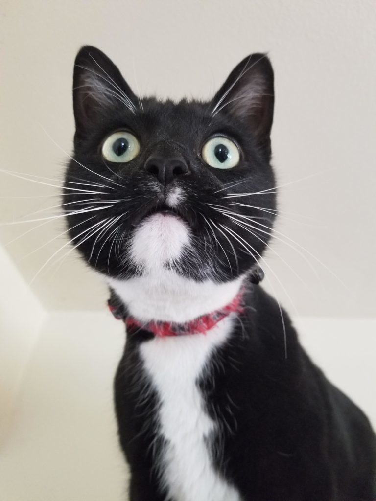 Babe.. why is our cat so fat Cute cats HQ Pictures of cute cats and