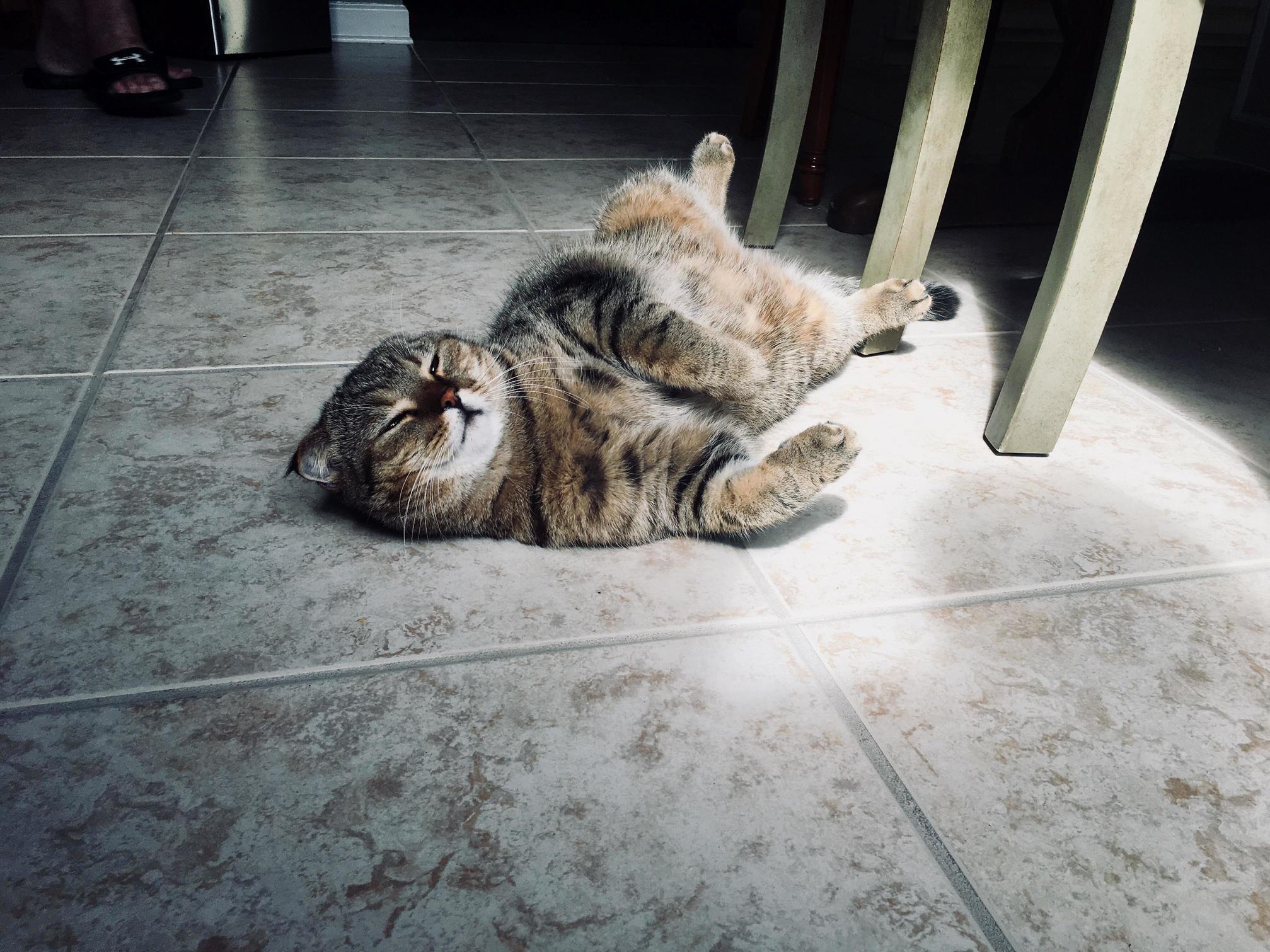 Sunning the belly