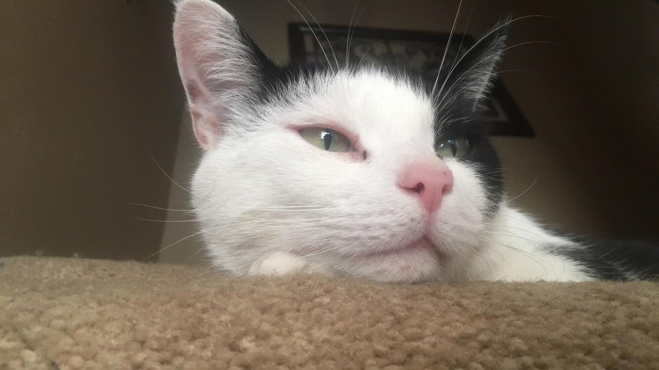 The pinkest nose in the world