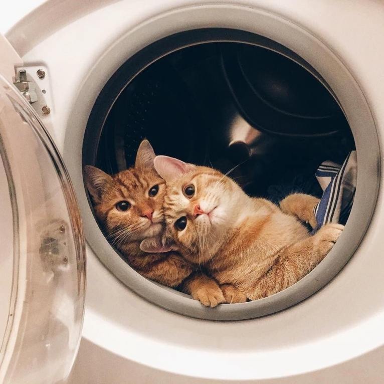 This is what cat engagement photos would look like.