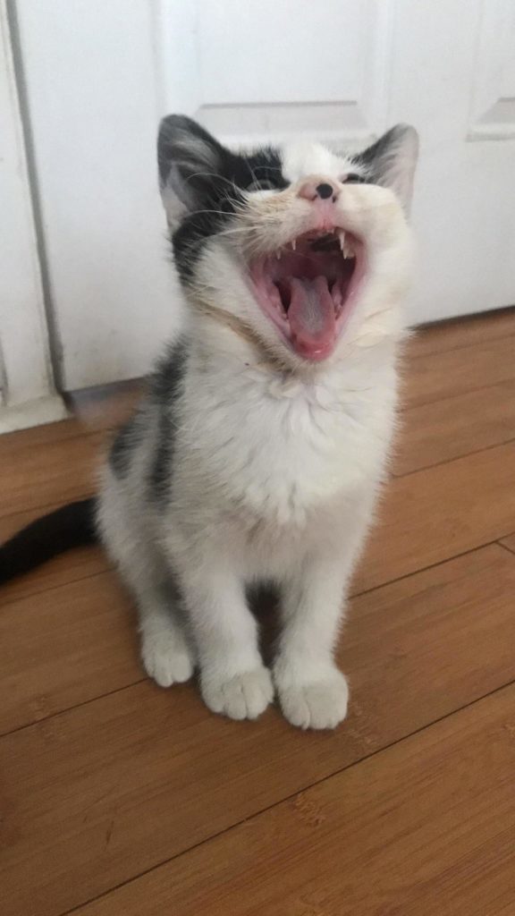 Why you make loud noises Cute cats HQ Pictures of cute cats and