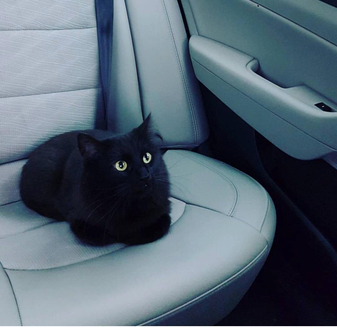 Toothless doing a loaf in the car.