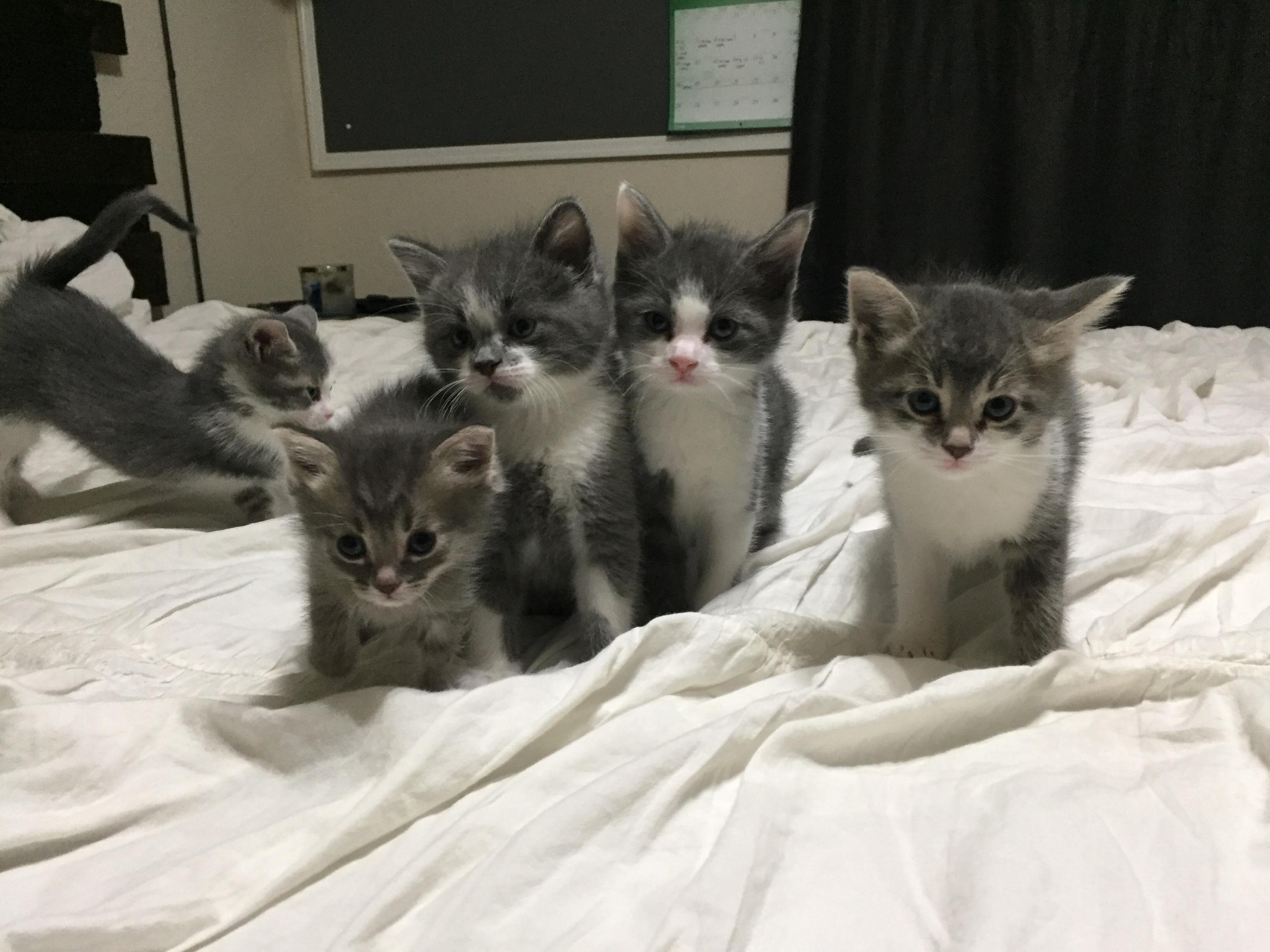 Trying to get a picture of all of them together is hard… but theyre so cute