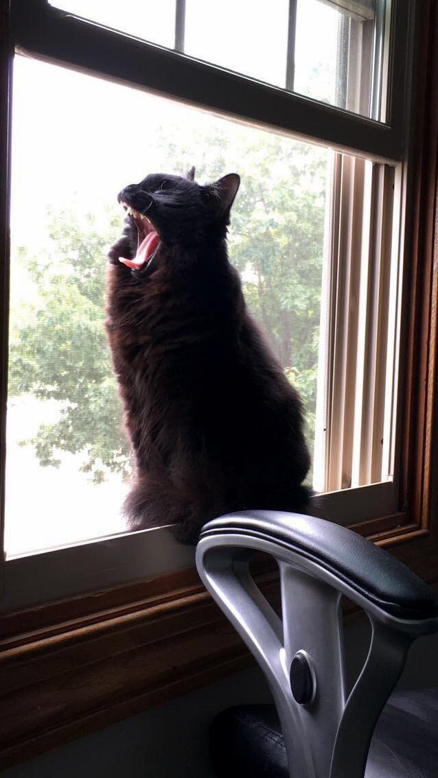 We are posting our cats roaring you say