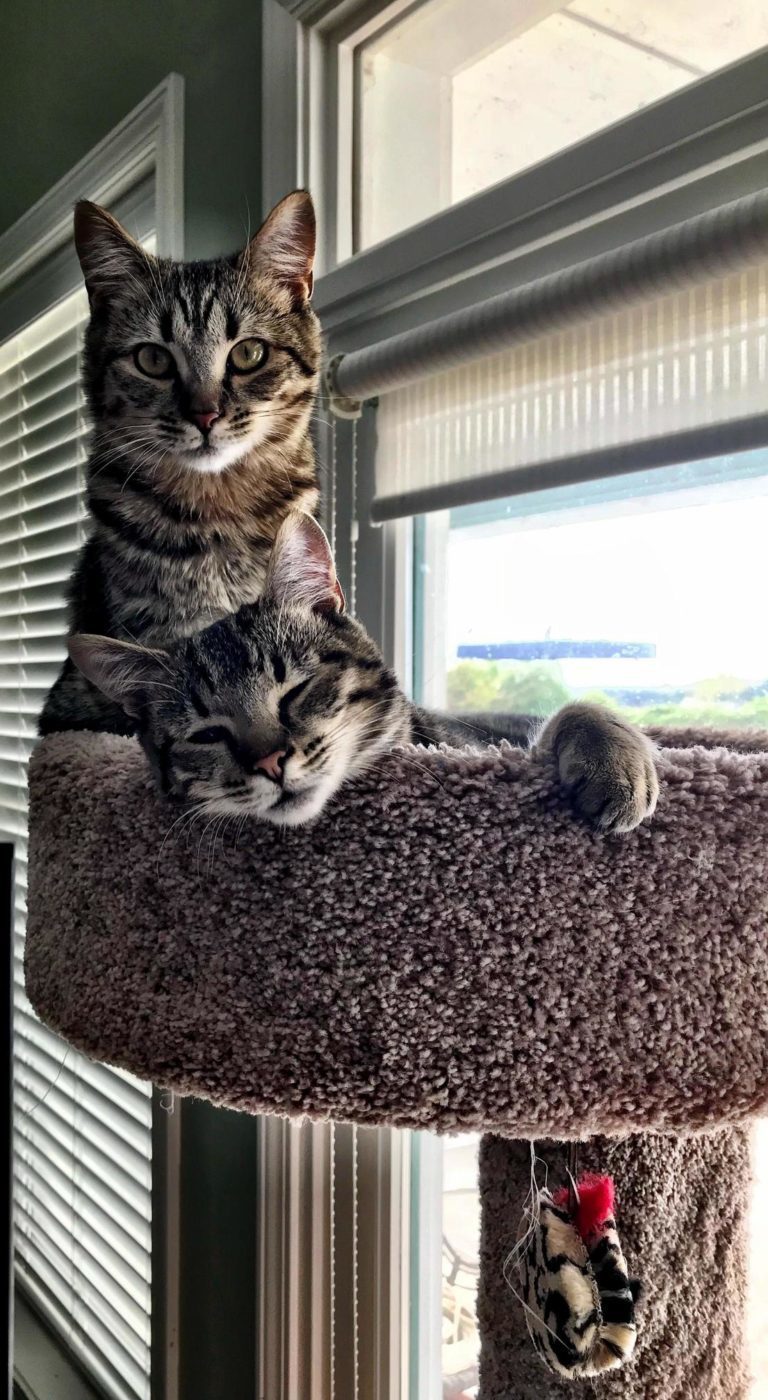 My Friends Got An Older Cat And Shes Got A Lot Of Personality. Cute