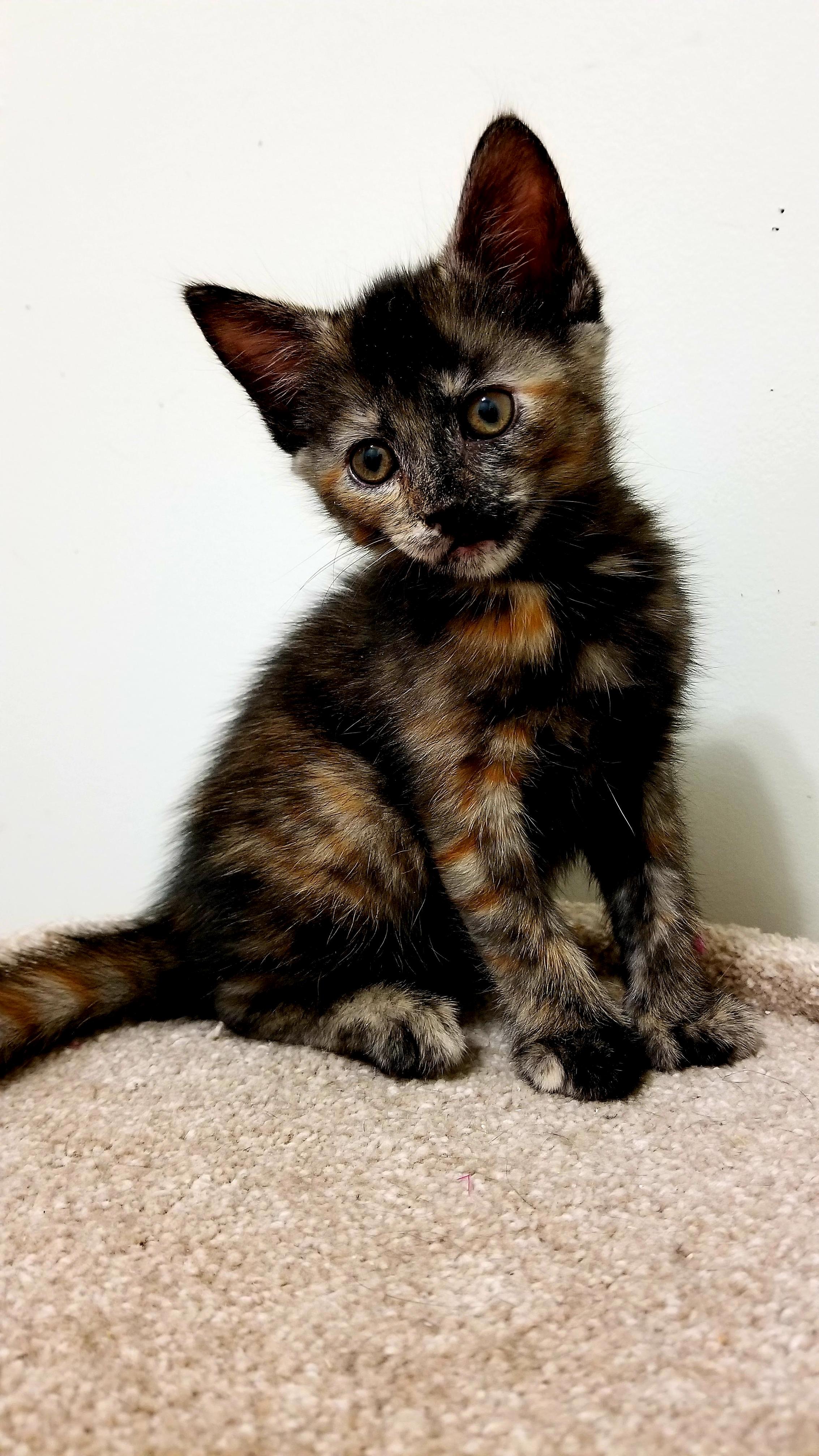 Betty, the tiny princess cat