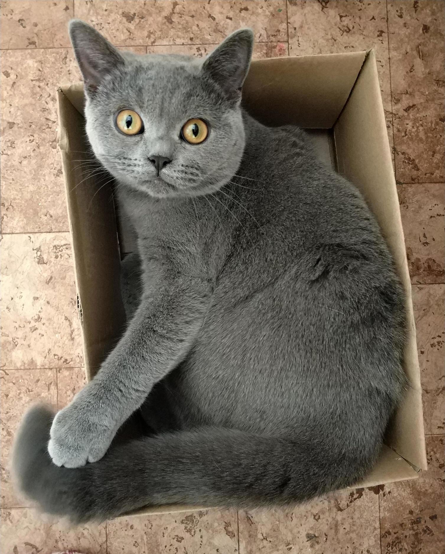 Bishkis sure loves boxes!