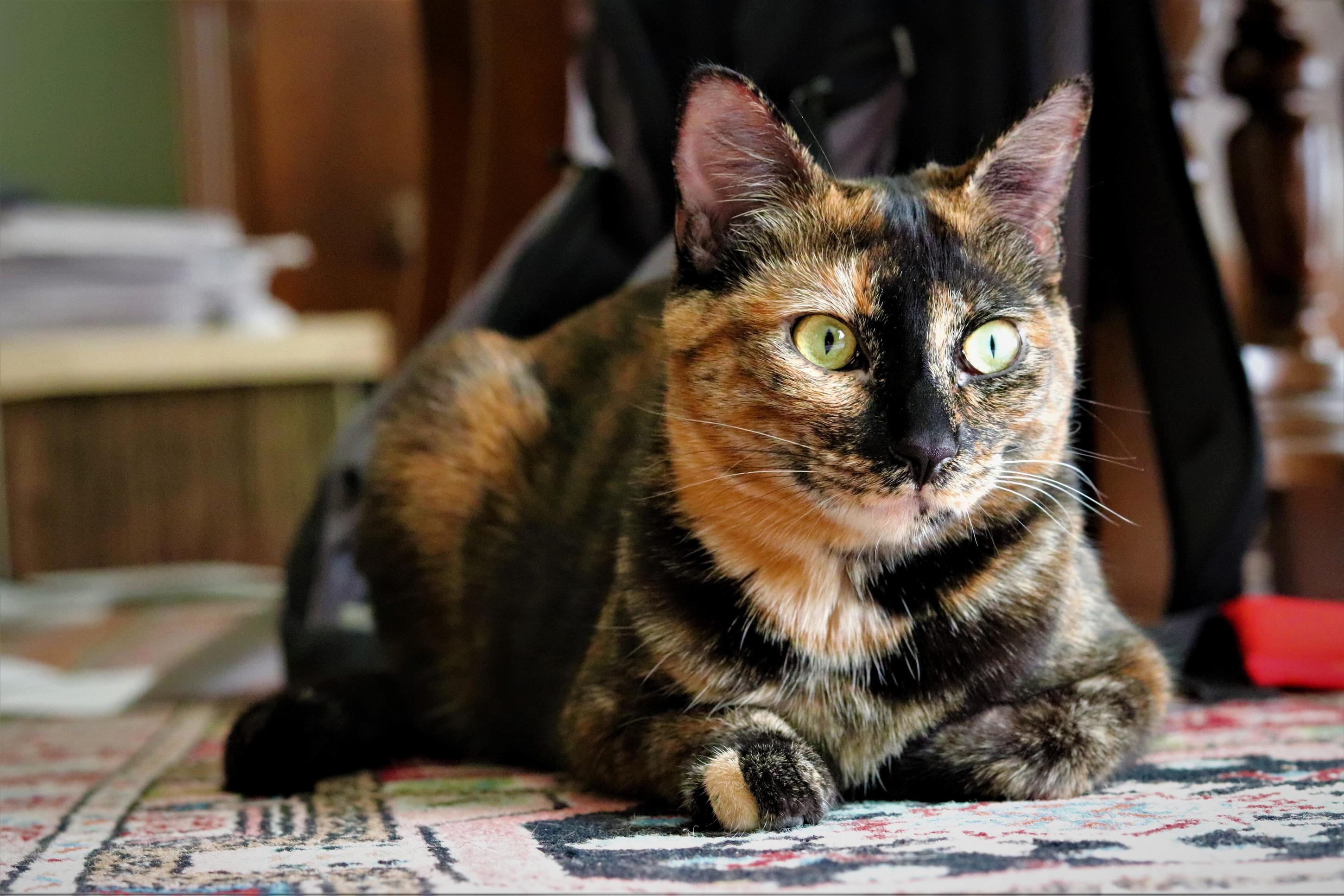 Bought a new camera, decided to test it out on my cats. heres a good pic.