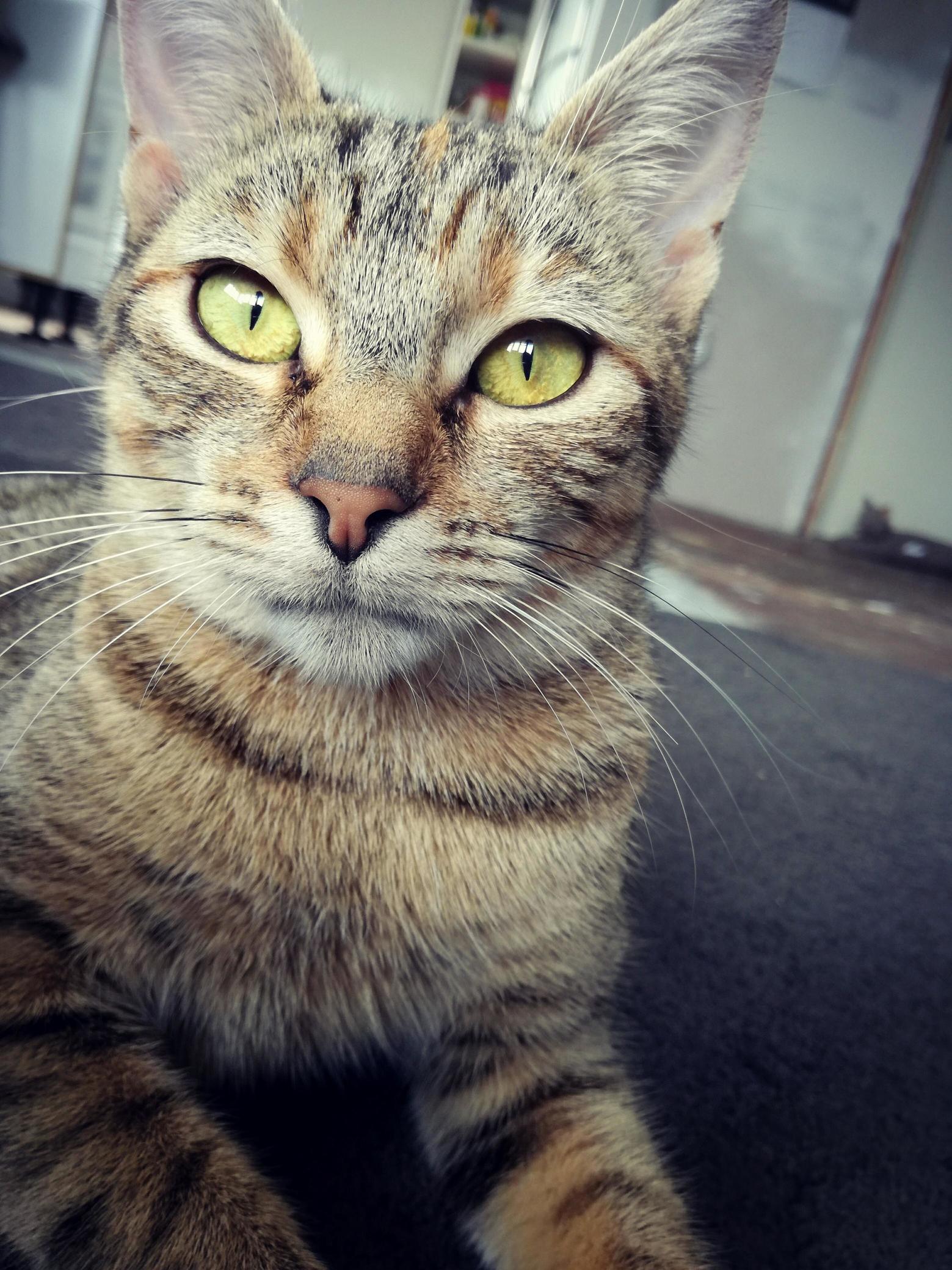 Bright eyes mumma cat